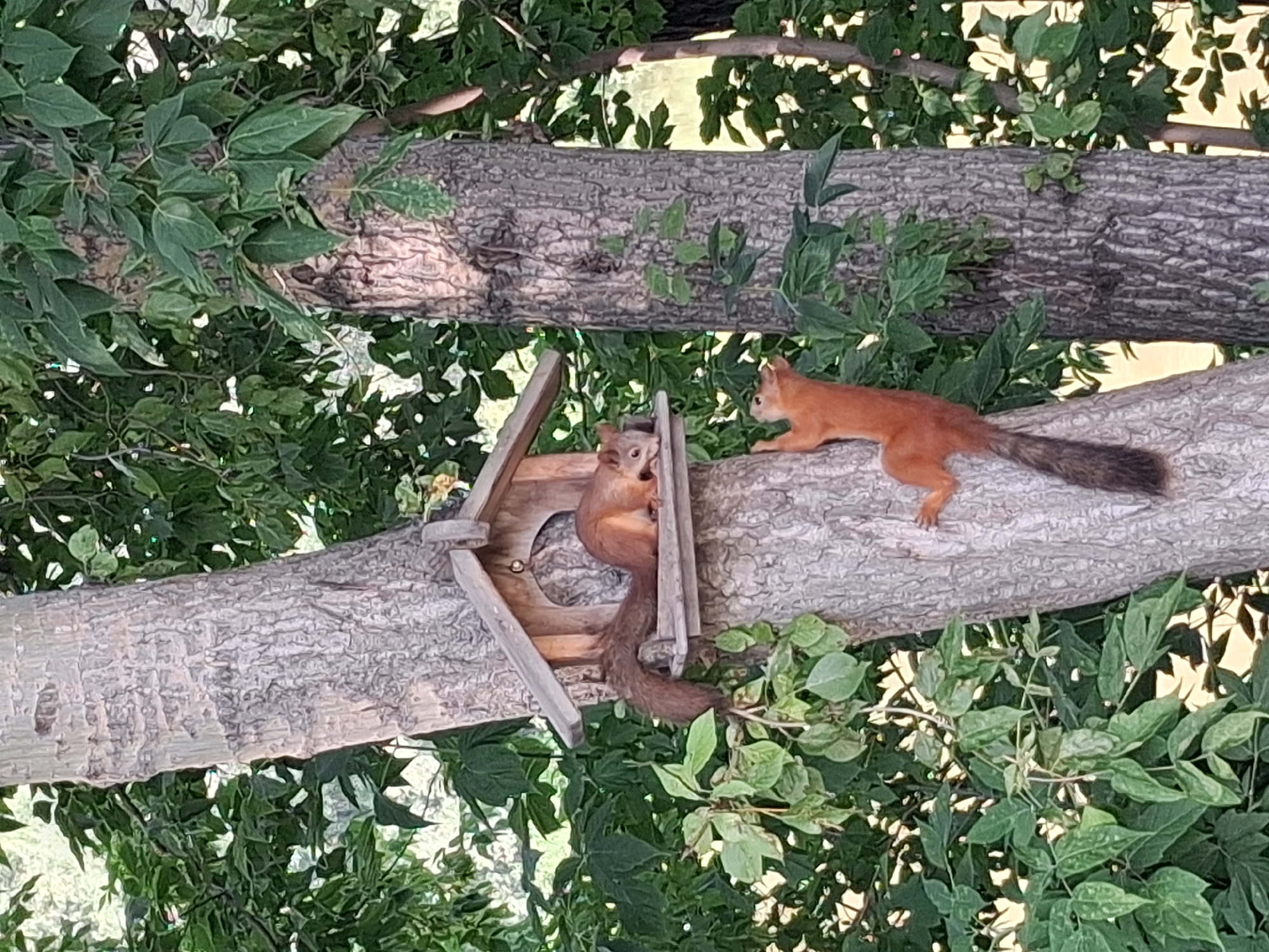 Novosibirsk park morning: squirrels, ducks, and market finds