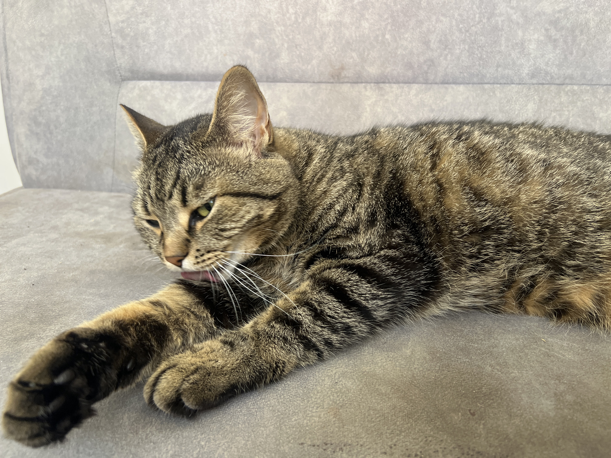 Tabby cat grooming on a grey sofa in Kropyvnytskyi