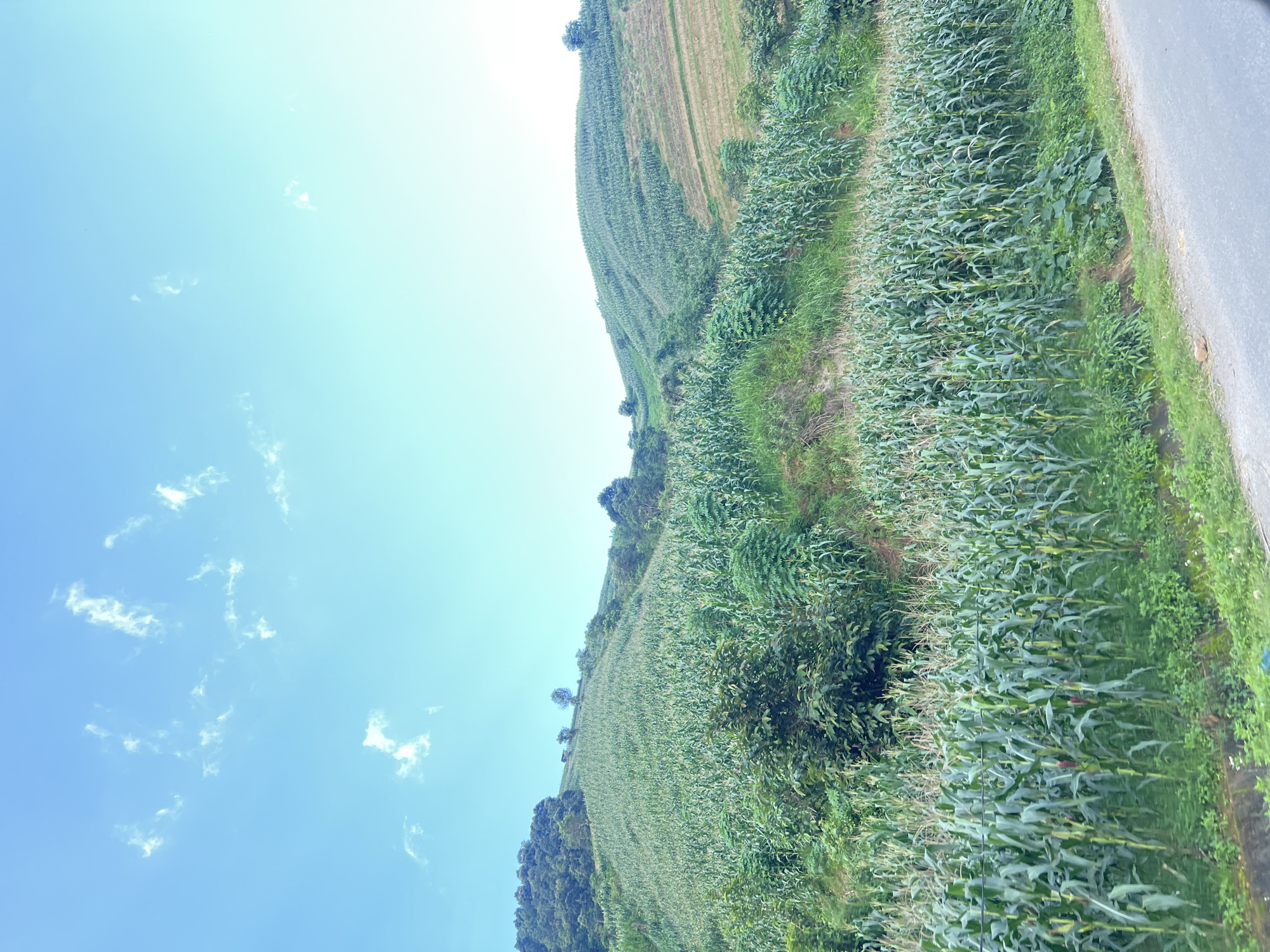 Terraced rice and corn fields blanketing the hills of Mù Cang Chải
