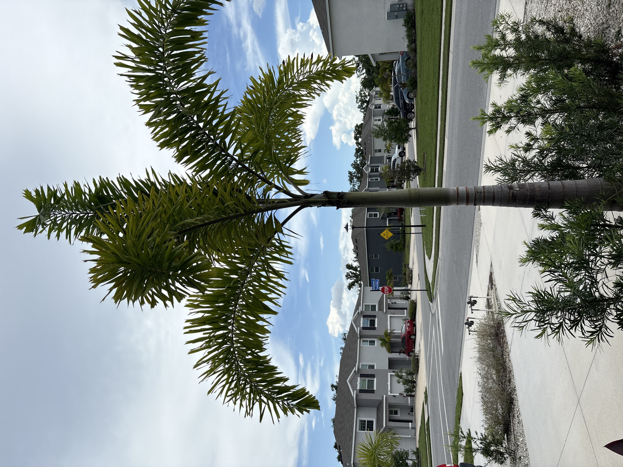 Palm-lined suburban street in Bradenton, Florida