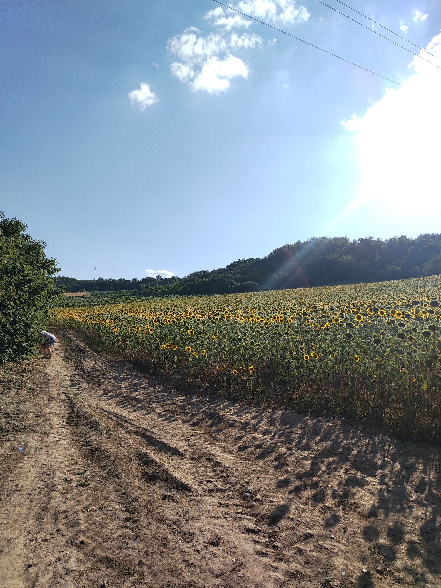 Sunflowers, vineyards, and back roads in rural Serbia