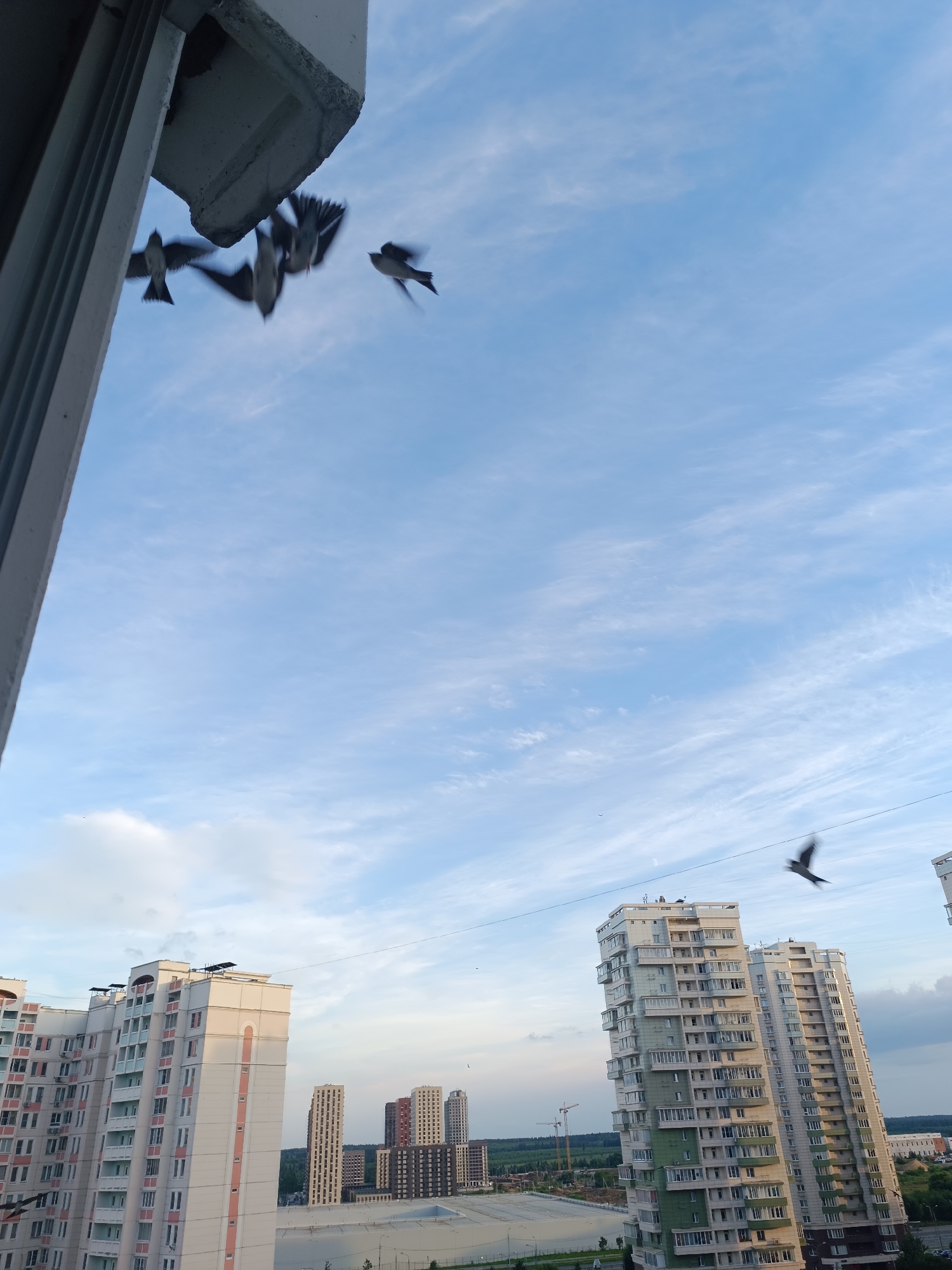 Birds over Zelenograd rooftops, nests and cranes below