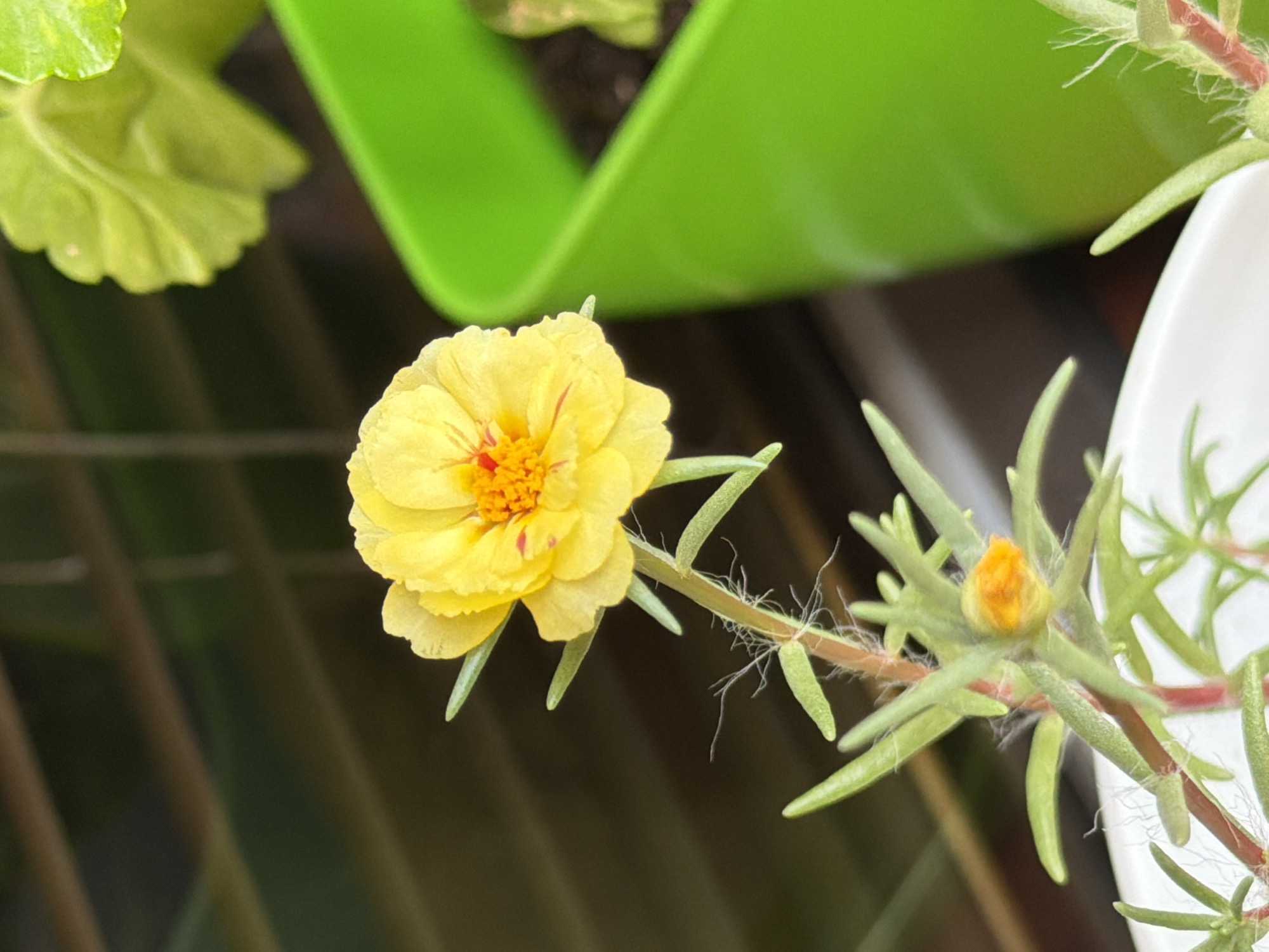 Balcony flower close-ups in Lovech, Bulgaria