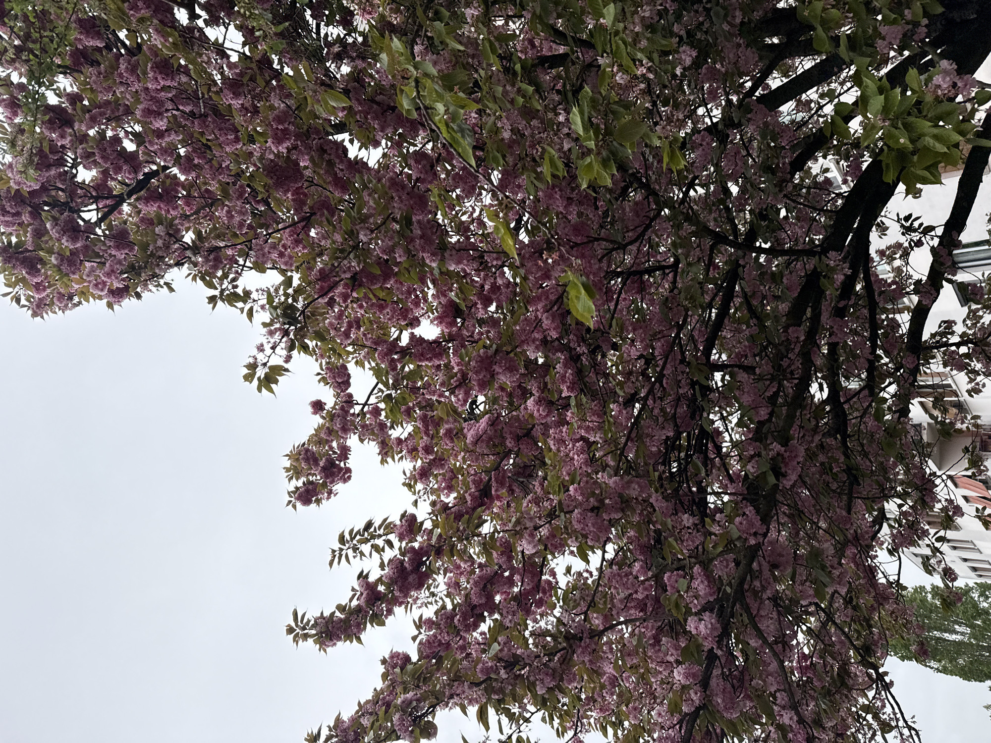 Pink flower petals blanket streets in Sarcelles, France