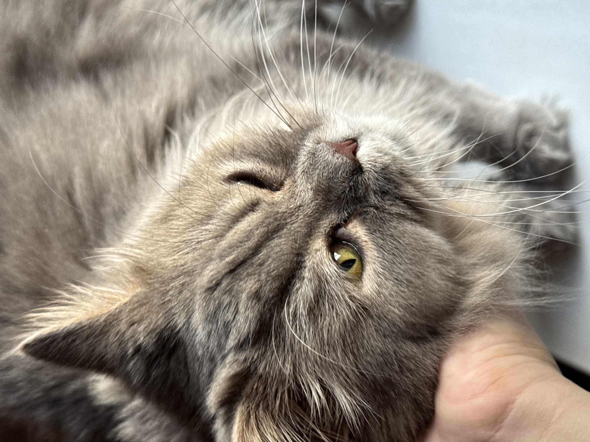 Grey cat close-ups and Luhansk rooftop sunset views