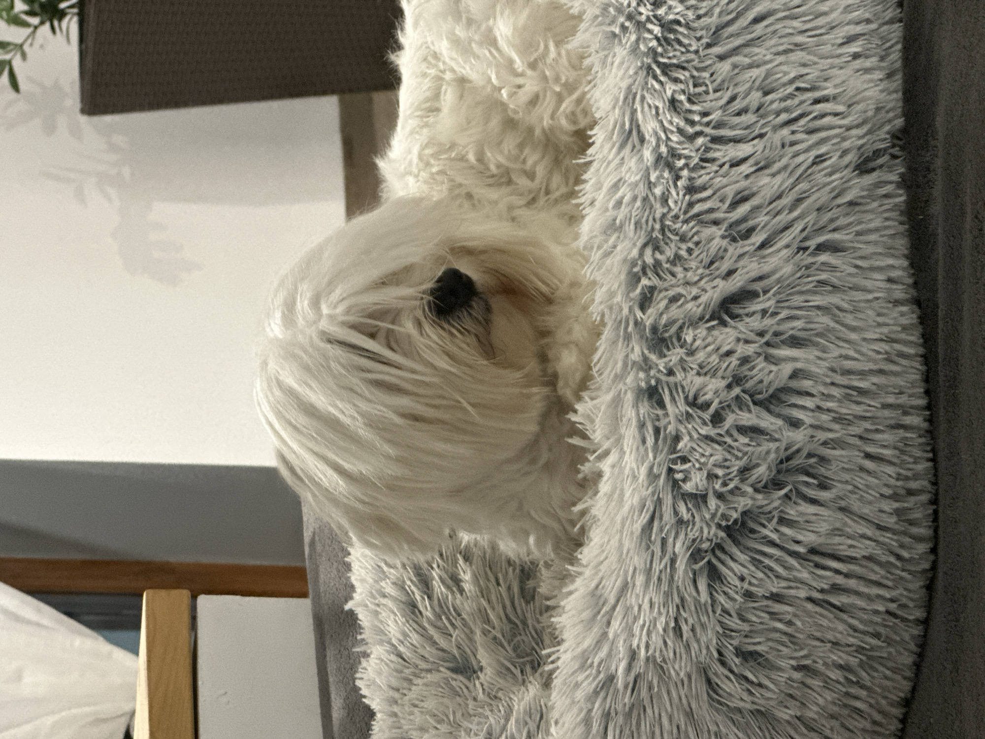 Shaggy white dog lounging in a grey pet bed, Marten