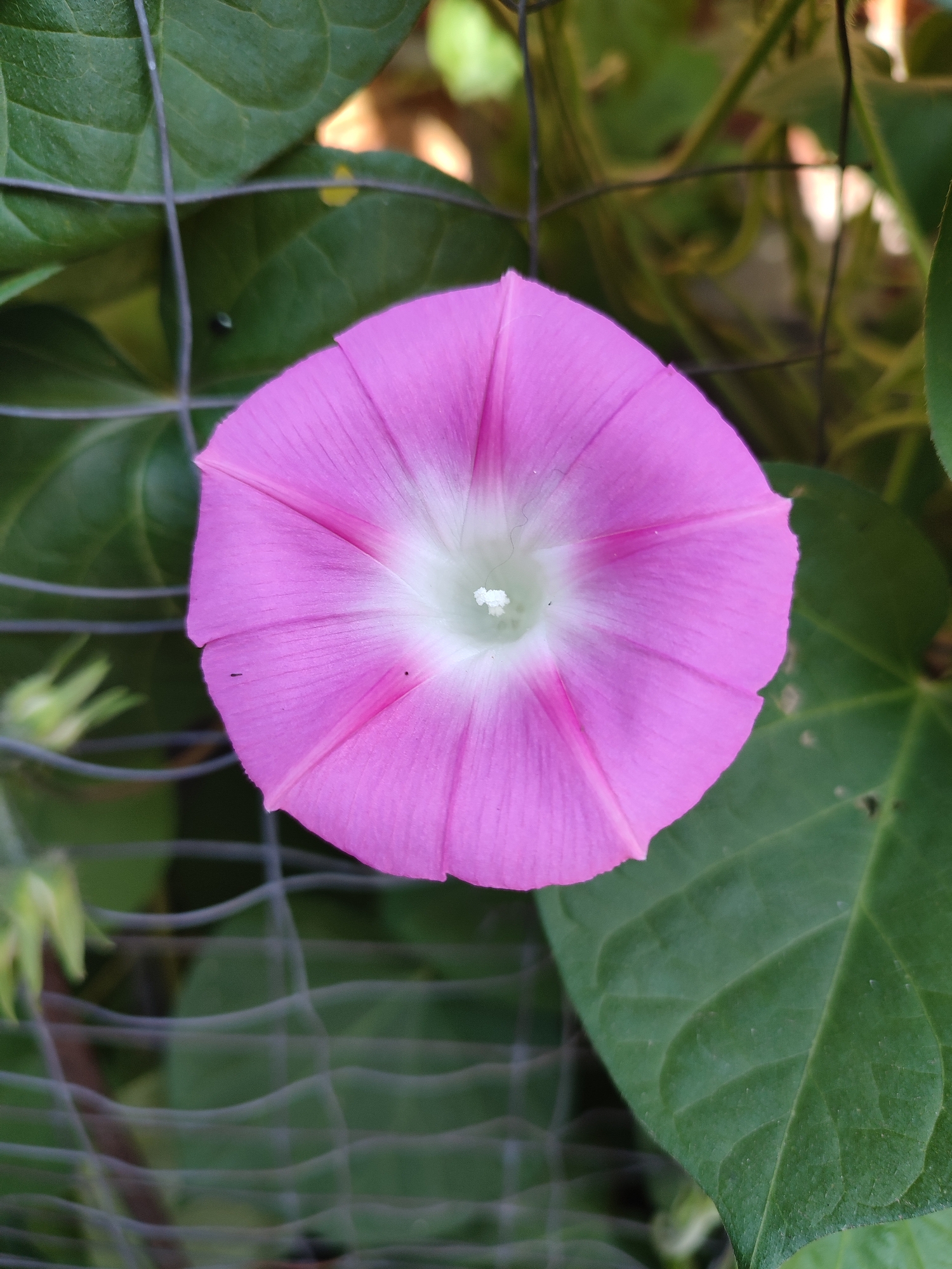 Kyiv garden in bloom: flowers and ripening grapes up close