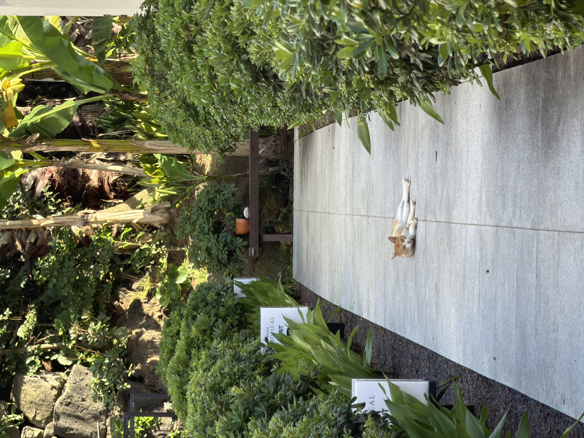 Cat lounging on a tiled path in Jeju's greenery