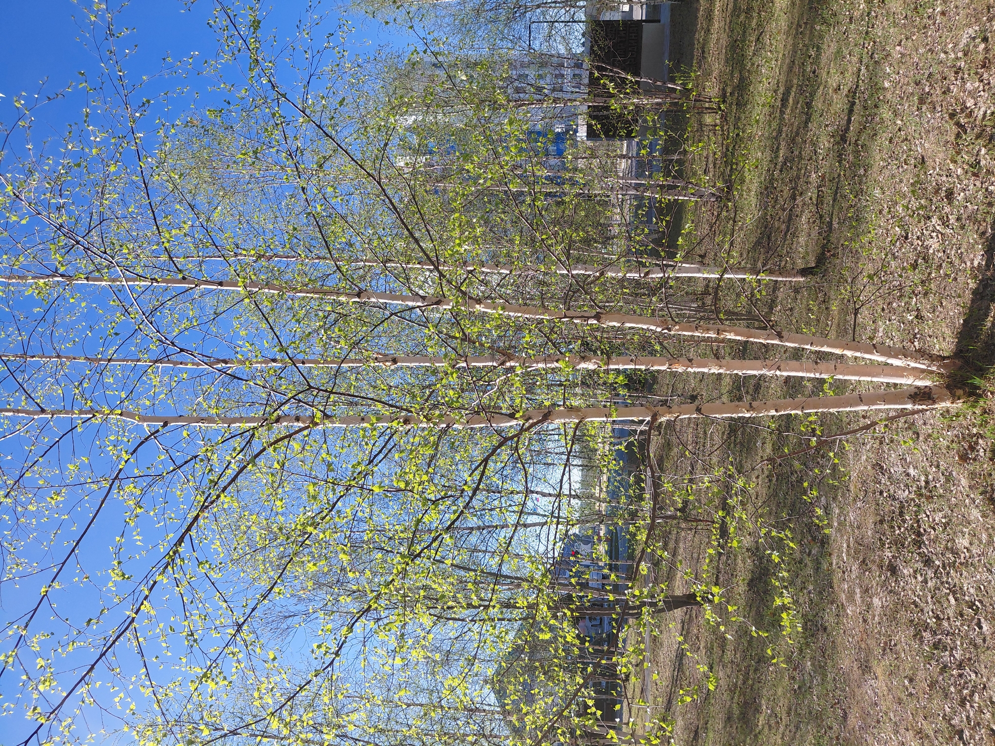 Early morning photography session captures spring scenes in Nadym, Russia