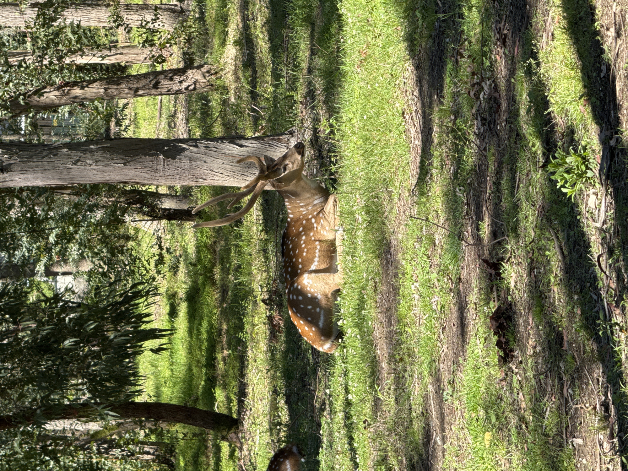 Wildlife spotted in Shekvetili: deer and lemur sightings