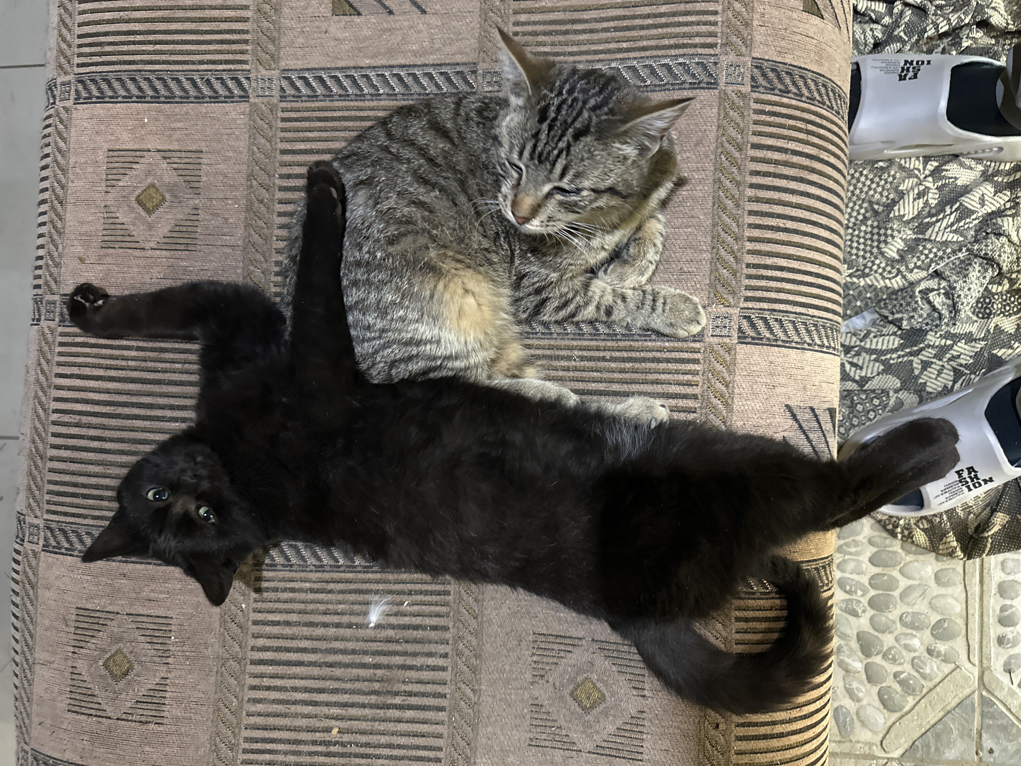 Domestic scenes captured in Kursk: cats resting, cars parked