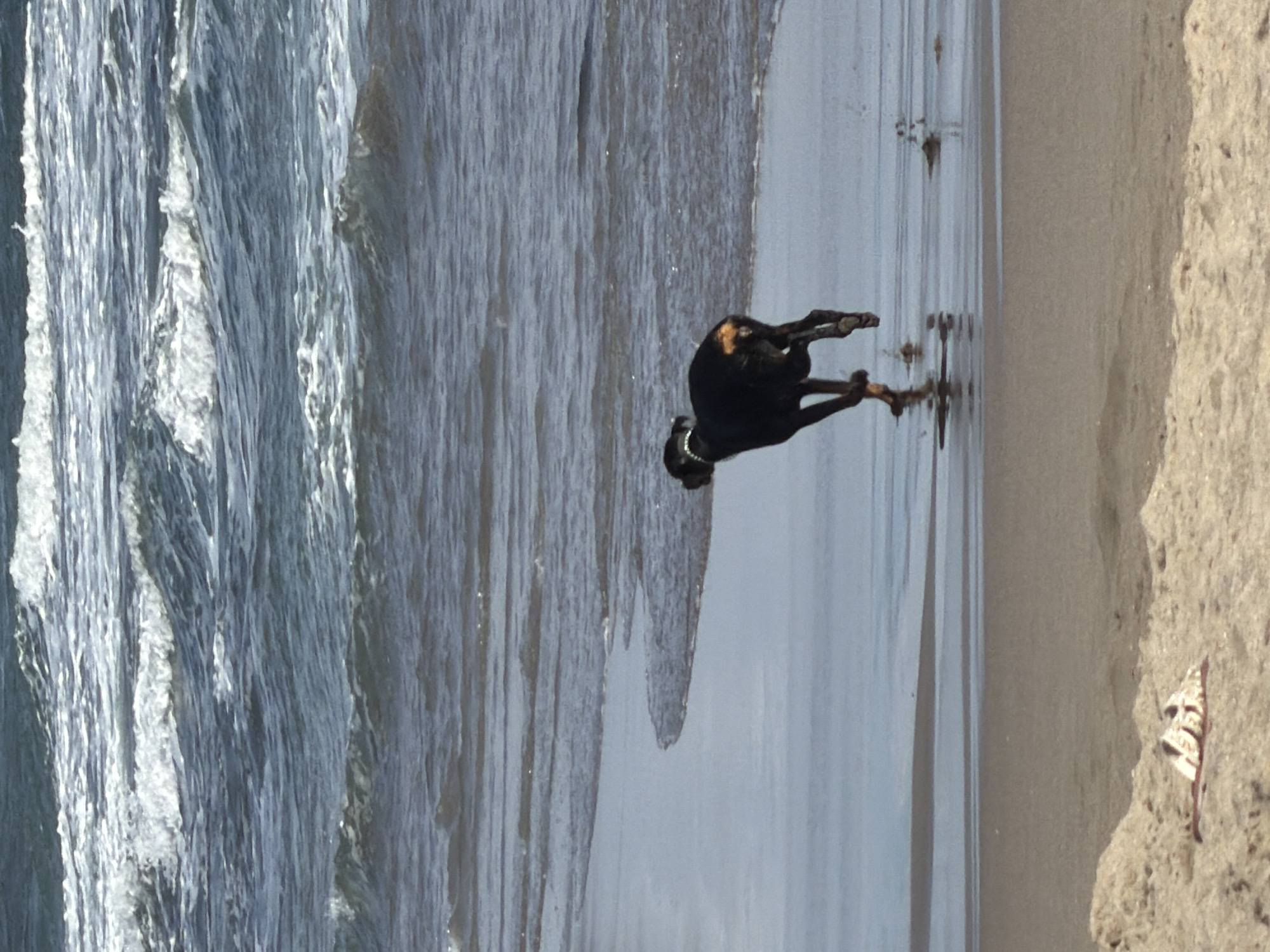 Morning beach life at Batu Bolong, Canggu — dogs, surfers, shoreline.