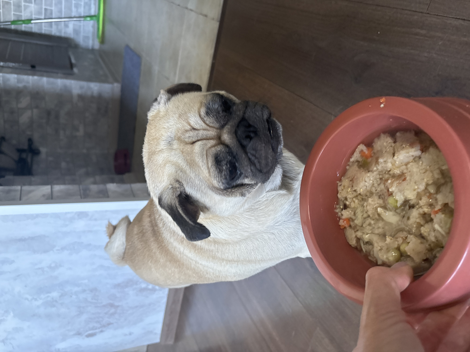 Pug's feeding and rest routine, punctuated by 'Very beautiful' reaction slides
