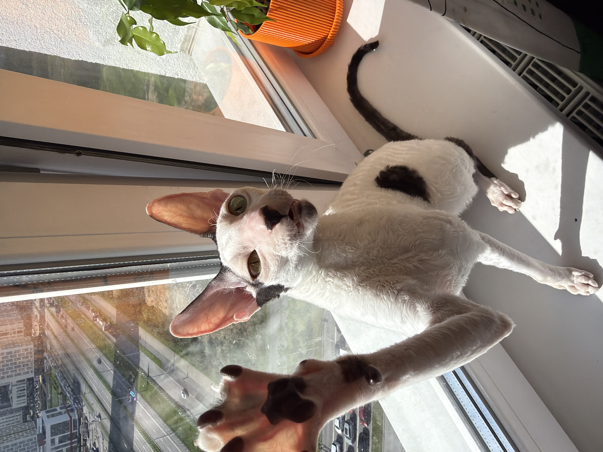 Cats on Yekaterinburg windowsills, marigolds on the ledge