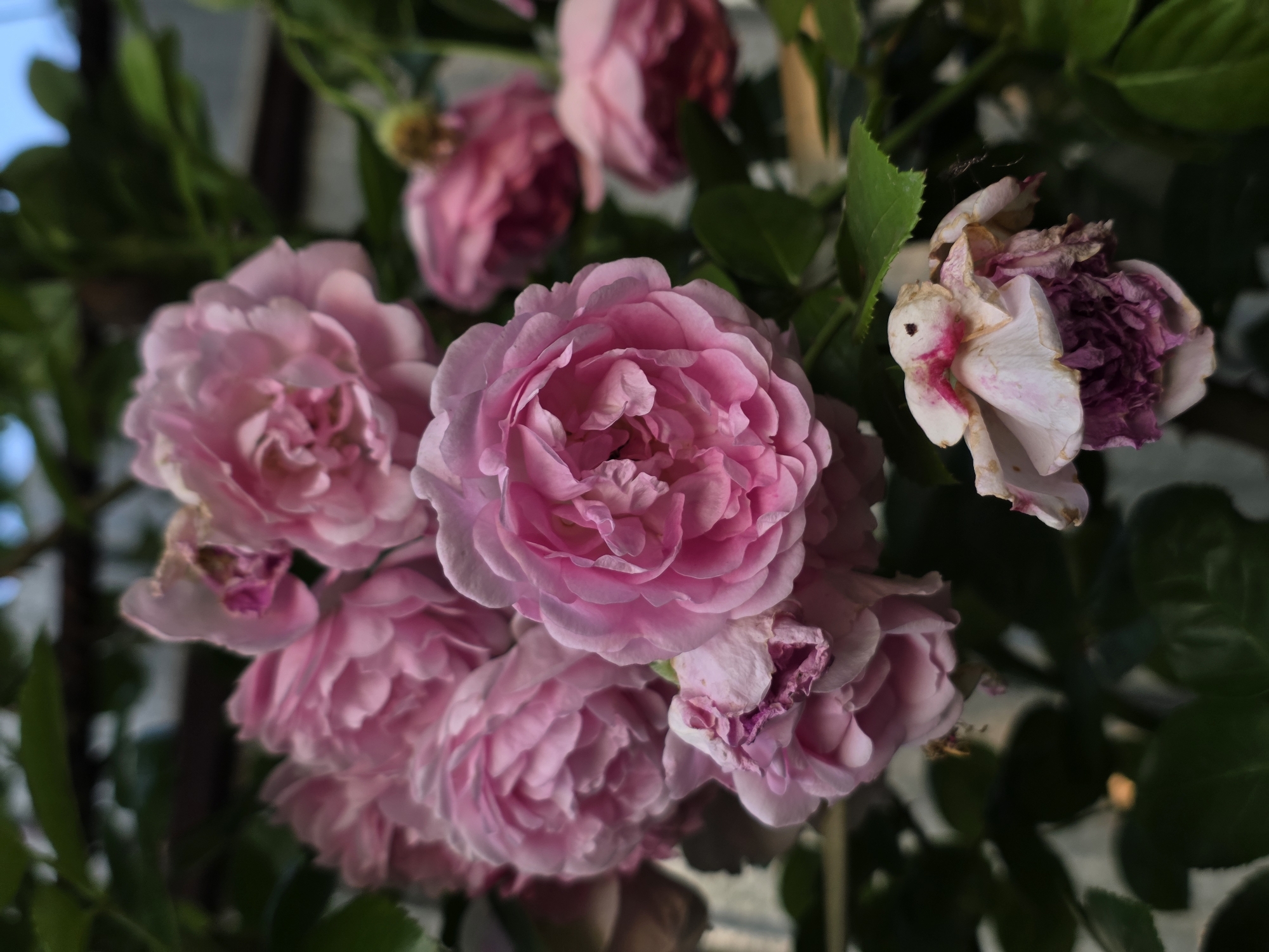 Garden flowers, backyard details, and decorative objects up close