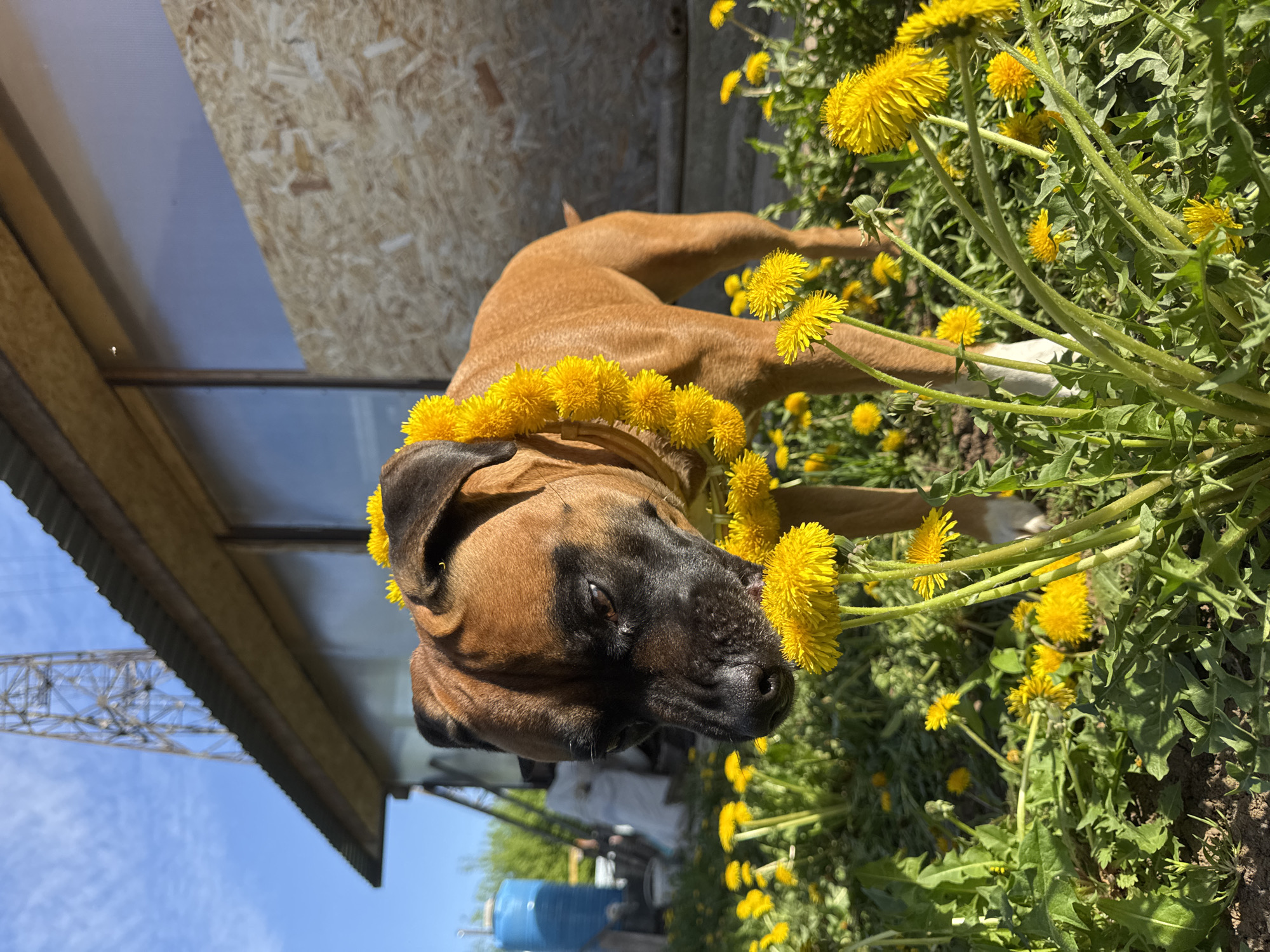 Couple and dog make dandelion crowns in Russian field
