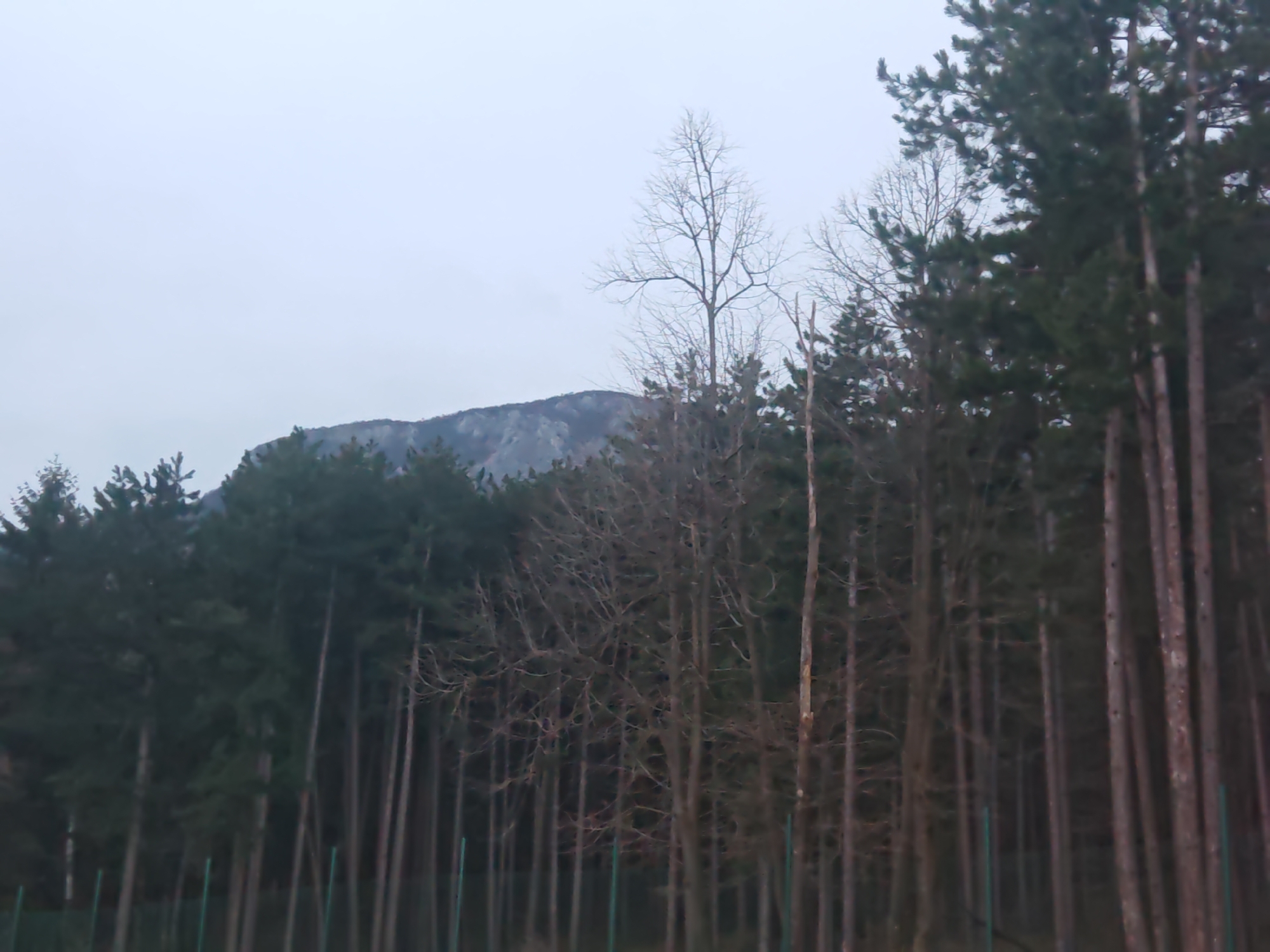 Forest views captured near Vratsa, Bulgaria under overcast skies