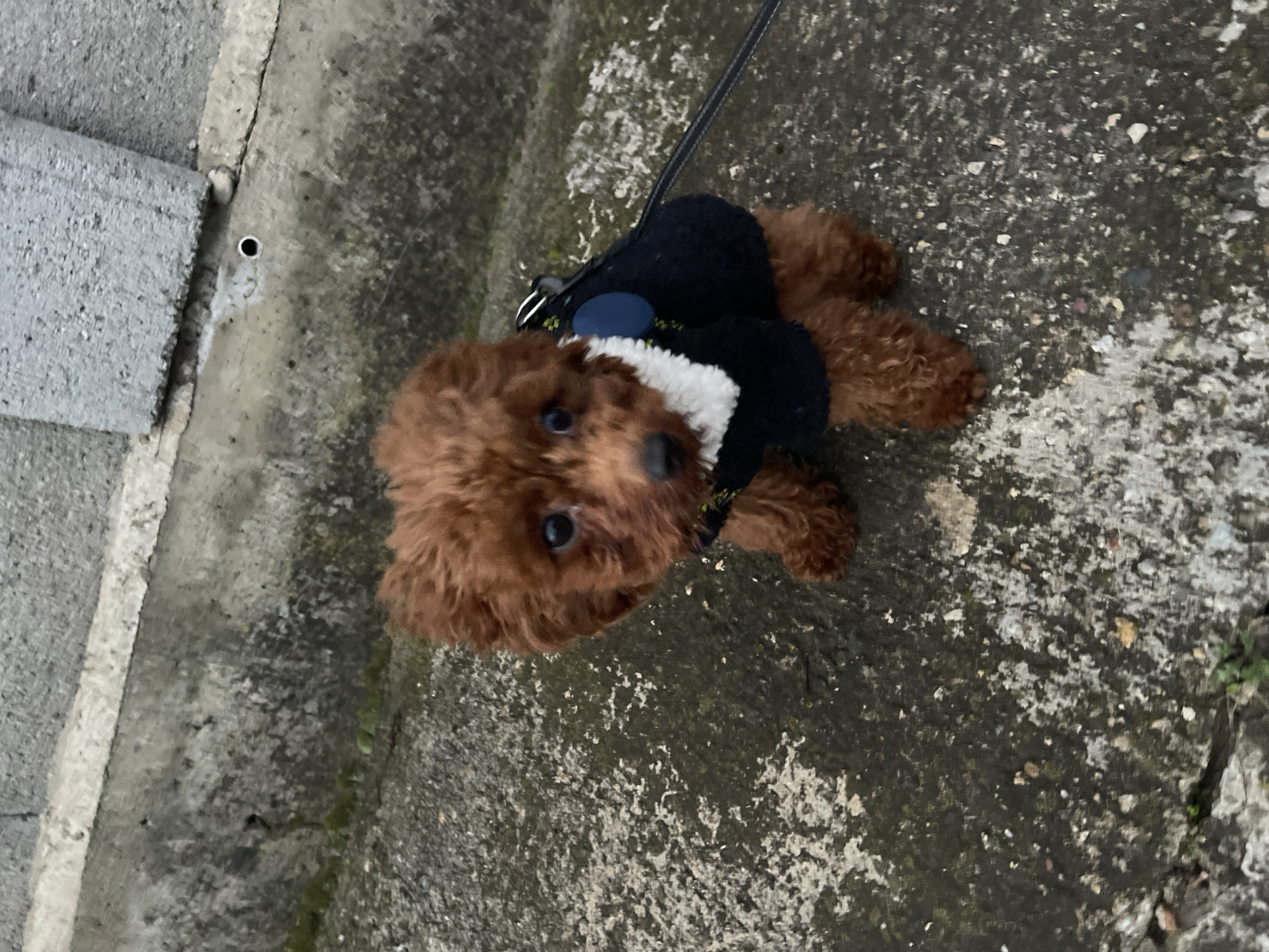 Small poodle in jacket spotted on Sofia street