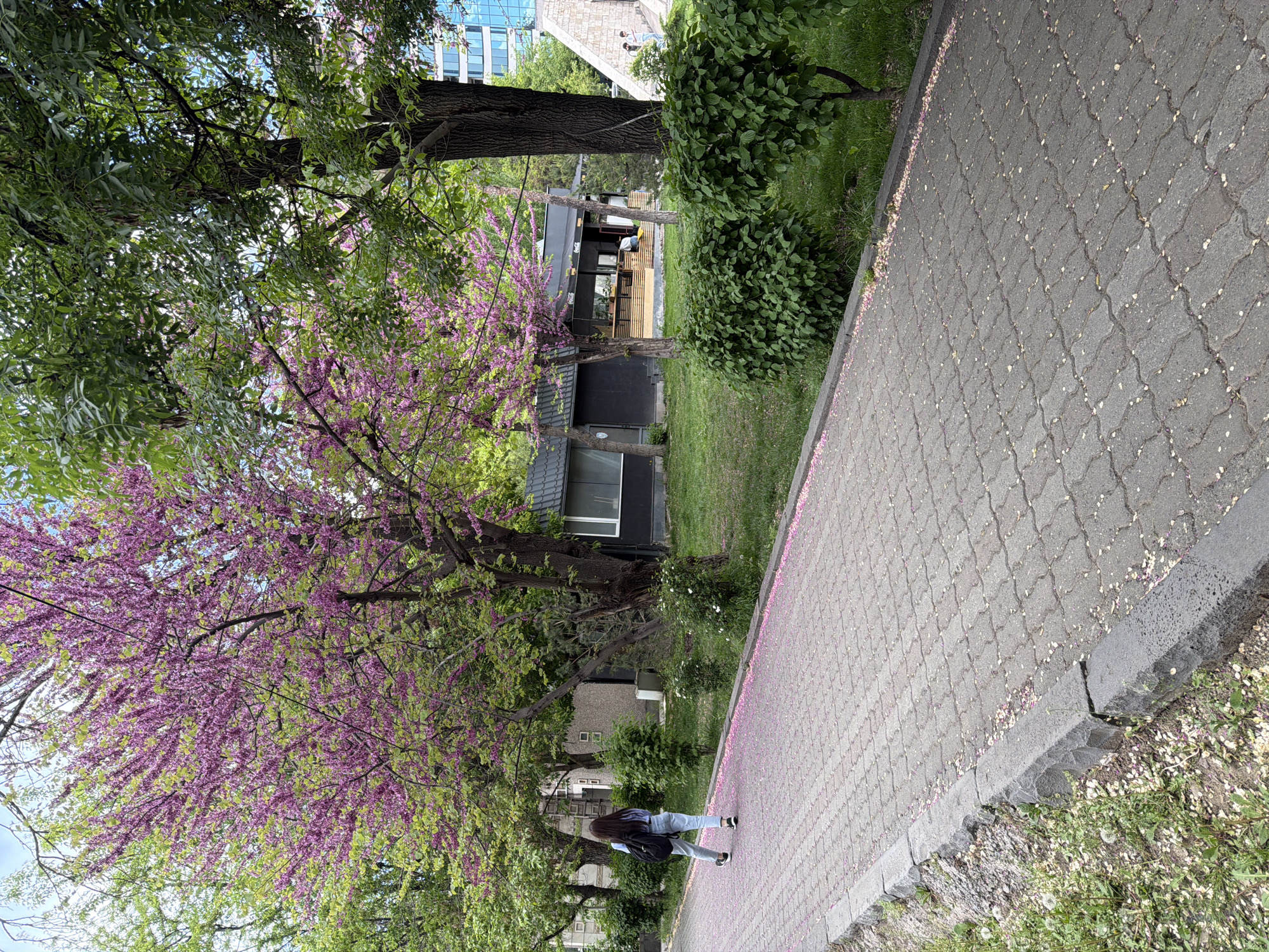 Woman walks tree-lined walkway in Yerevan
