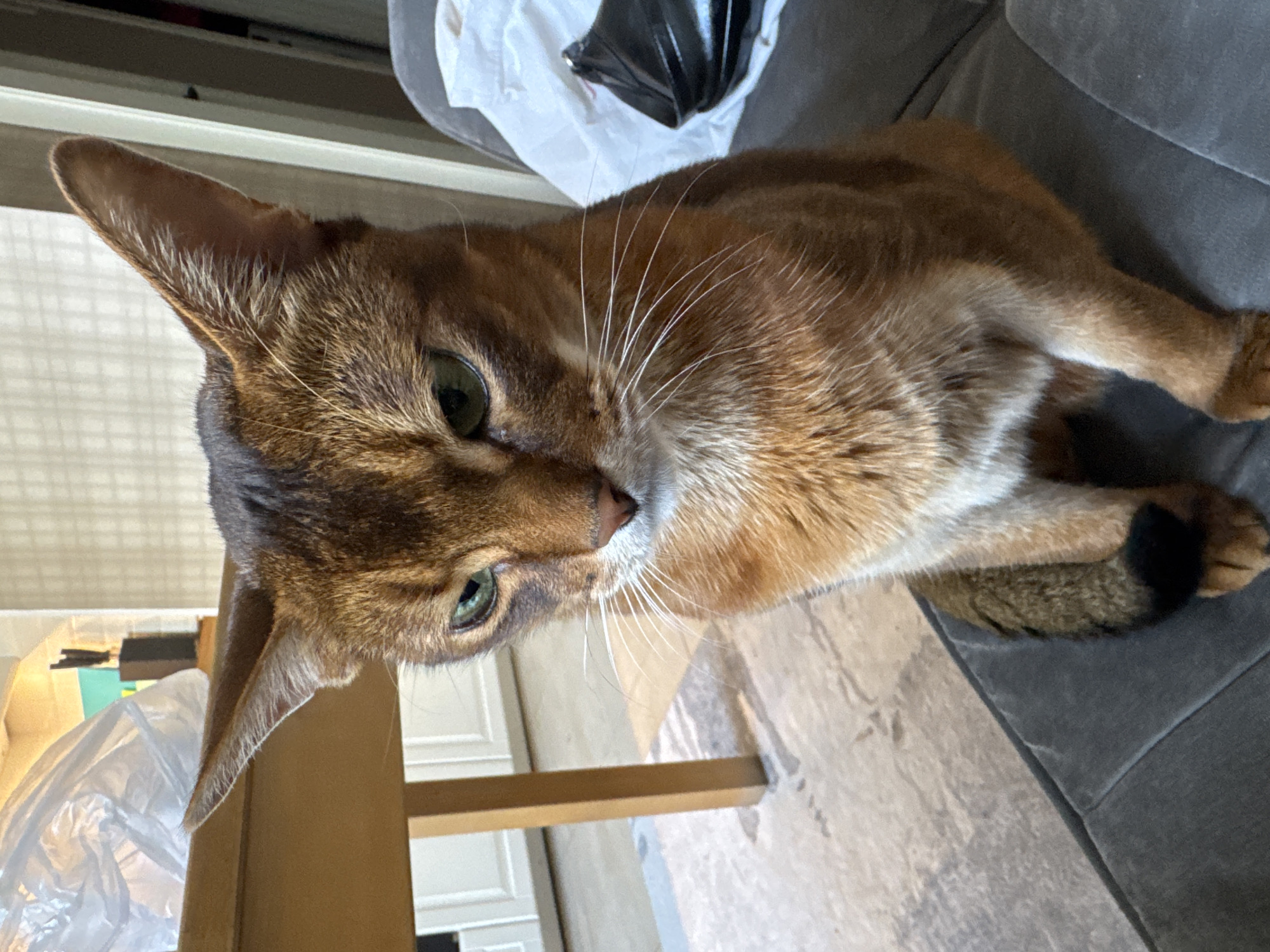 Abyssinian cat hanging around a Moscow apartment