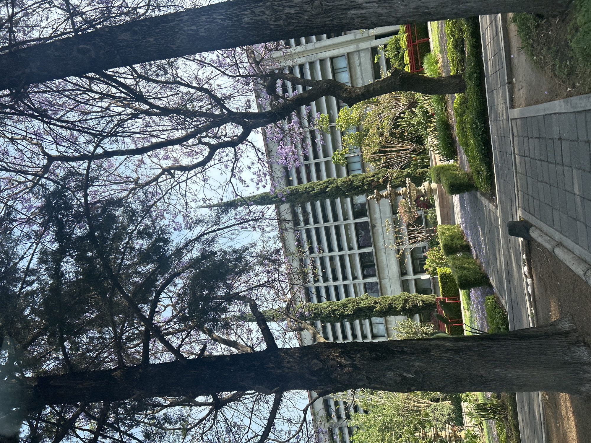 Jacaranda tree blooms purple in public garden setting