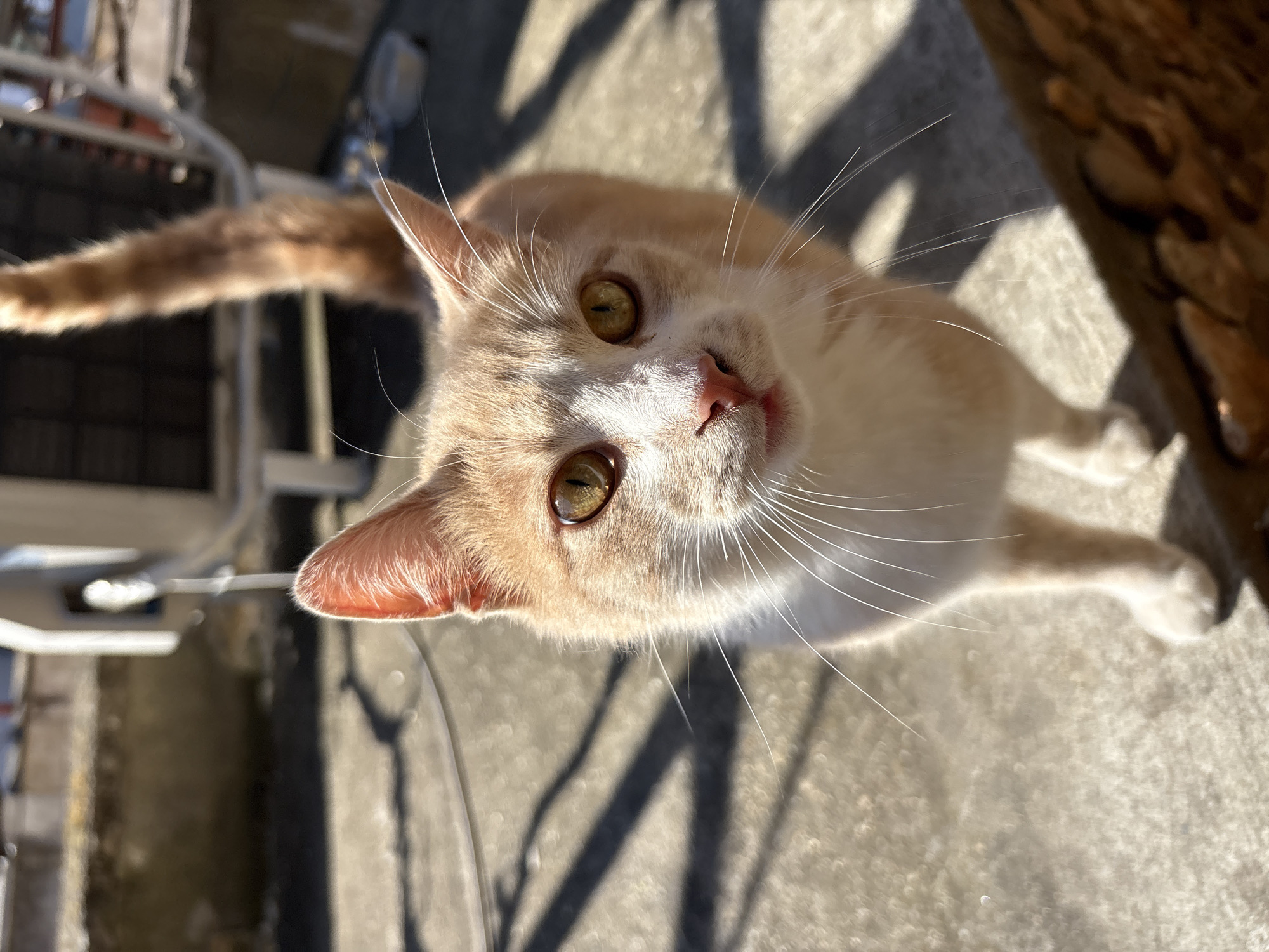 Cat photo and selfie captured in Silistra, Bulgaria