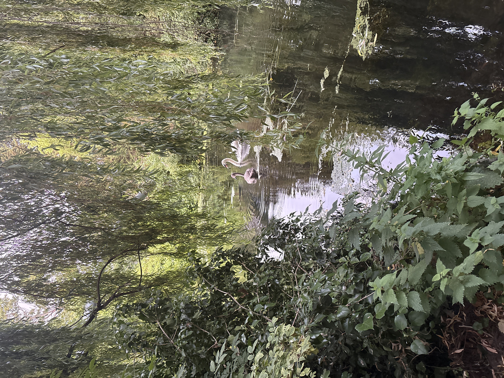 Swans and willows along a calm Chelmsford waterway