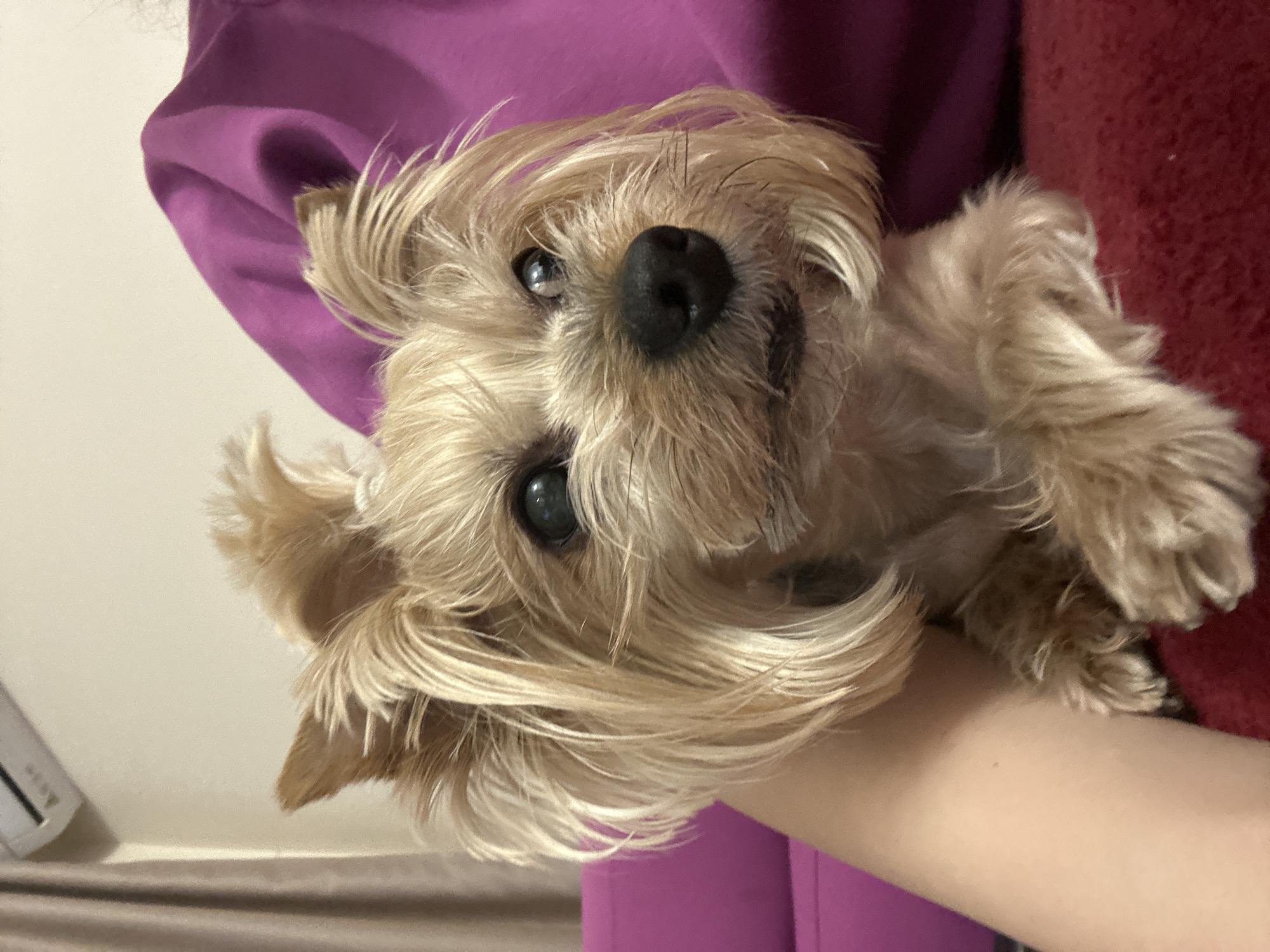 Yorkshire Terrier photographed during playful moments in Sofia