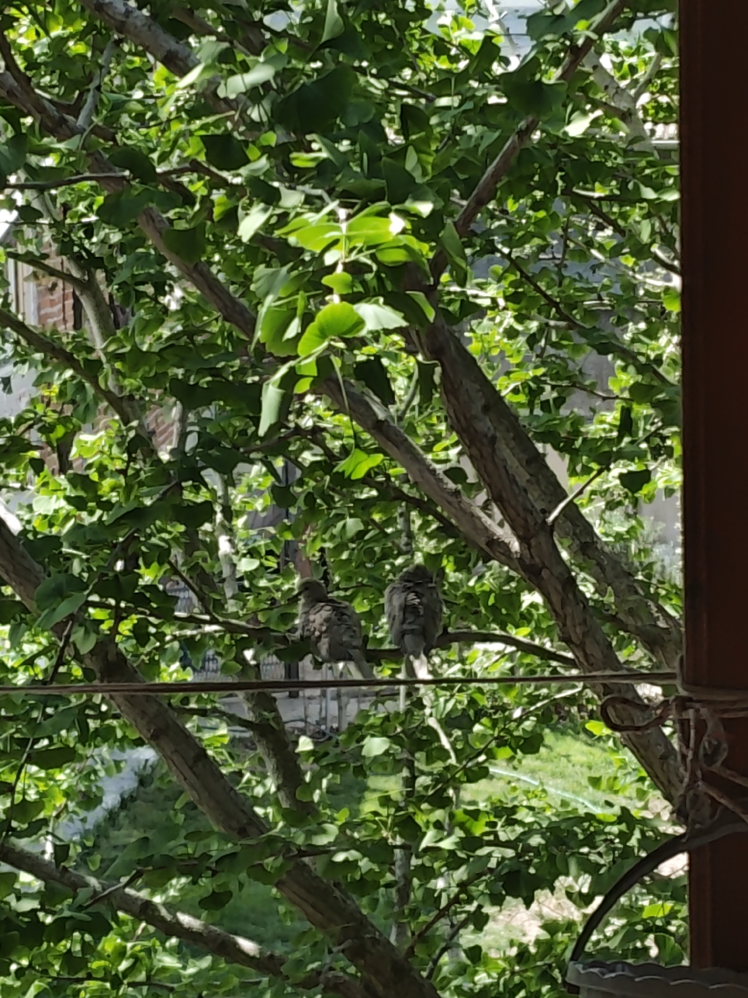 Two doves spotted in ginkgo tree, multiple witnesses record