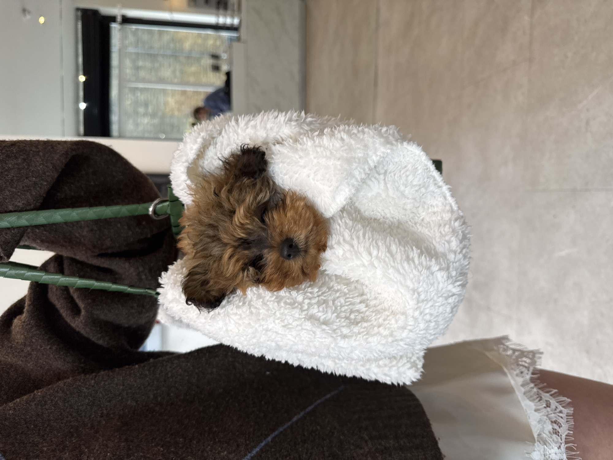 Puppy transported in tote bag through London streets