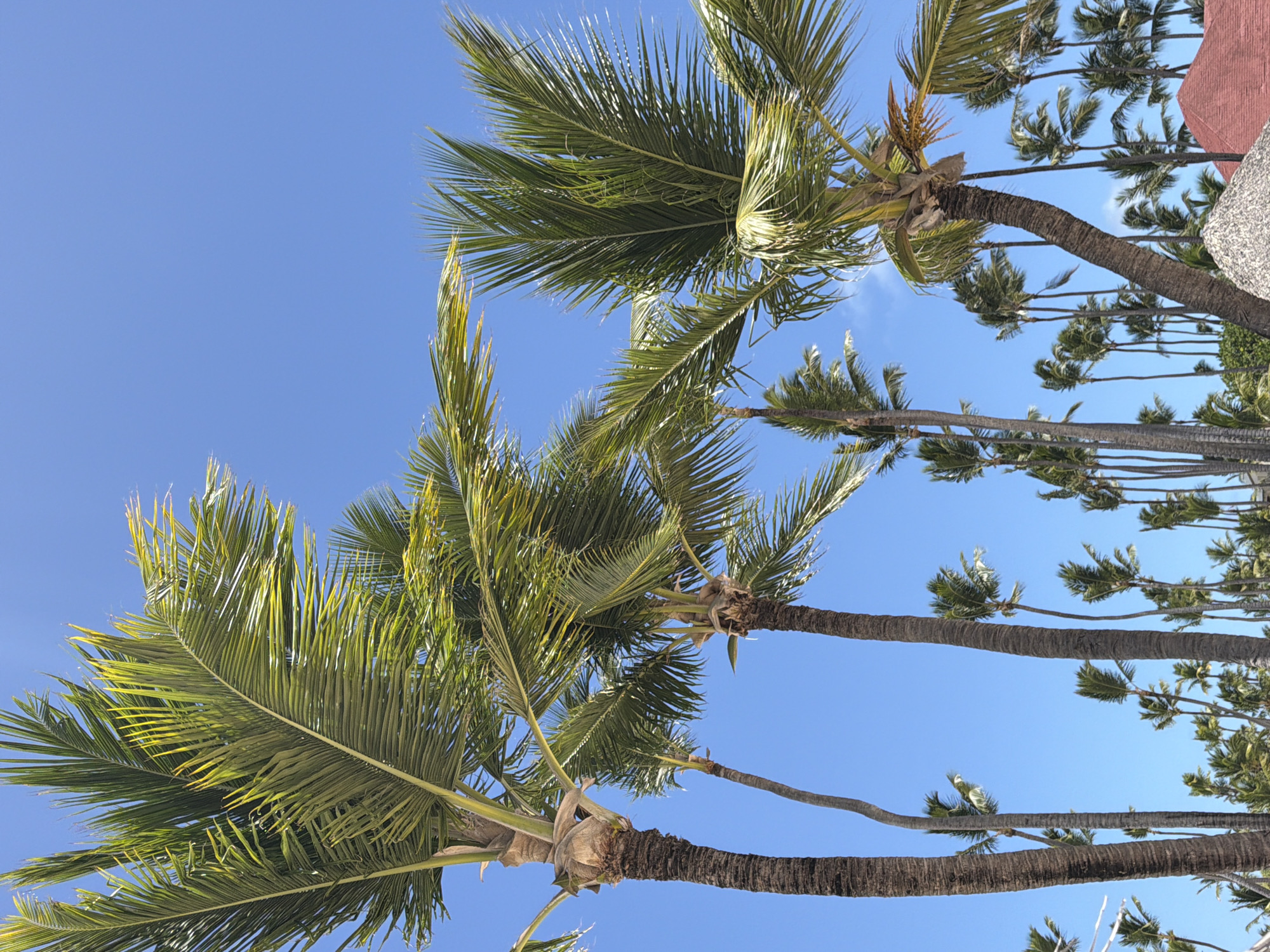 Palm trees photographed against blue sky in Higüey