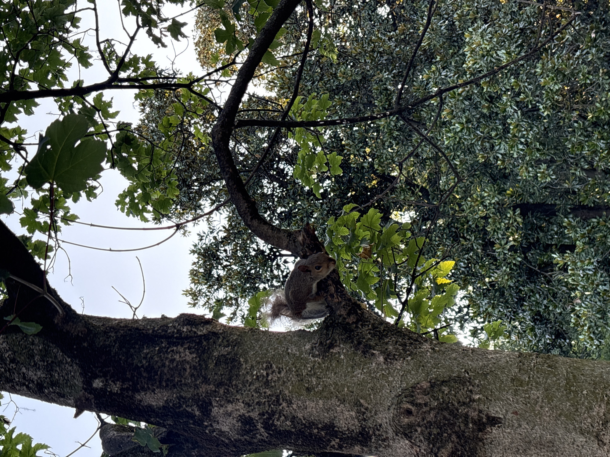 Squirrels and Tai Chi in Parco Sempione on a clear morning