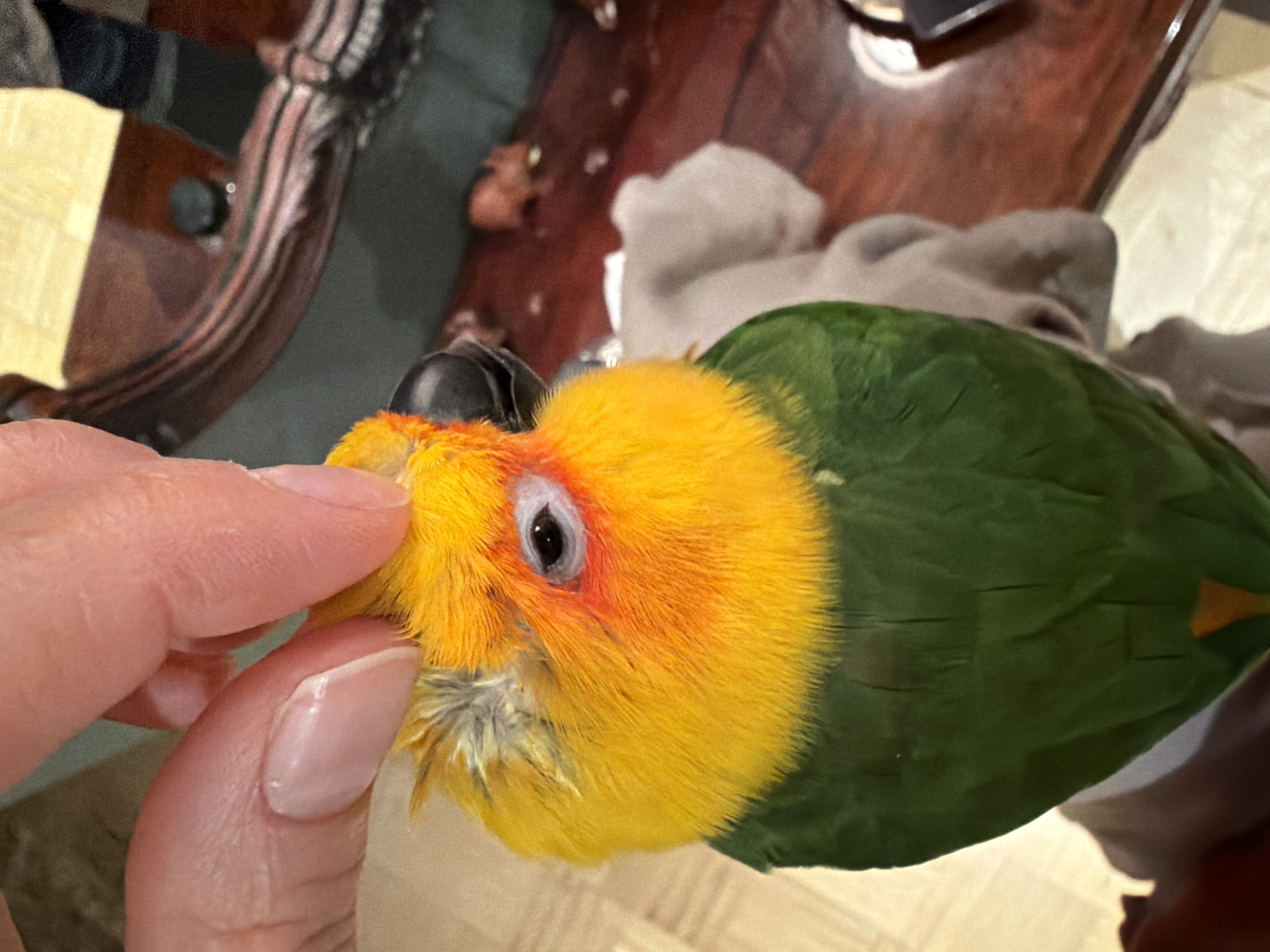 Woman interacts with colorful parrot in Khimki home