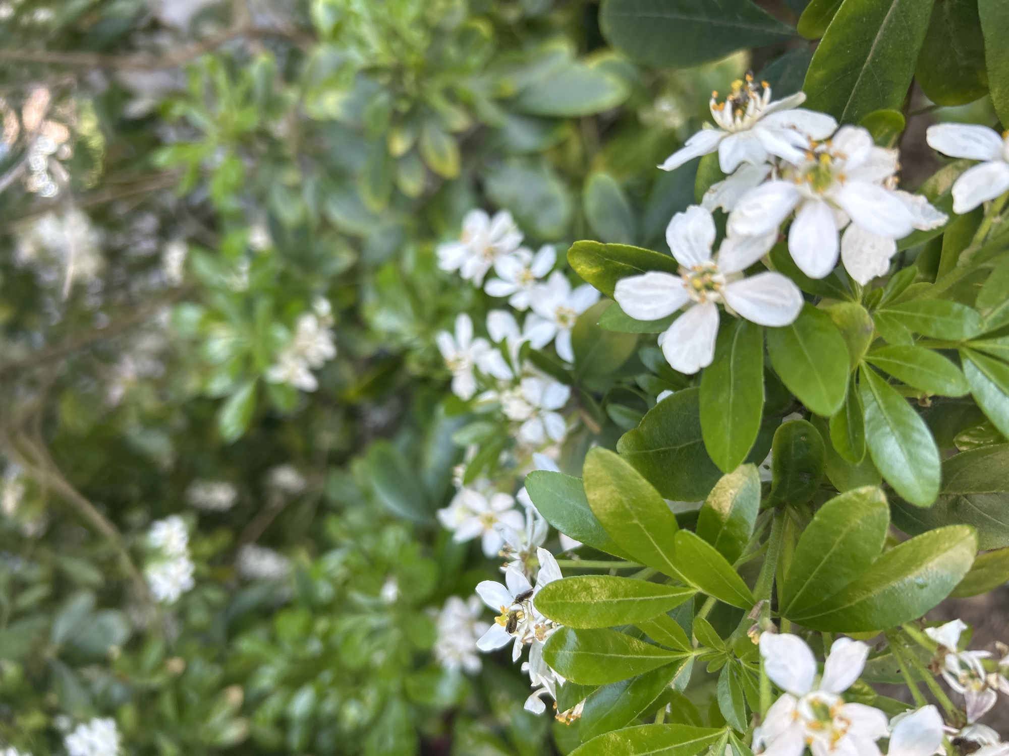 Spring flowers, Paris street, office building observed afternoon