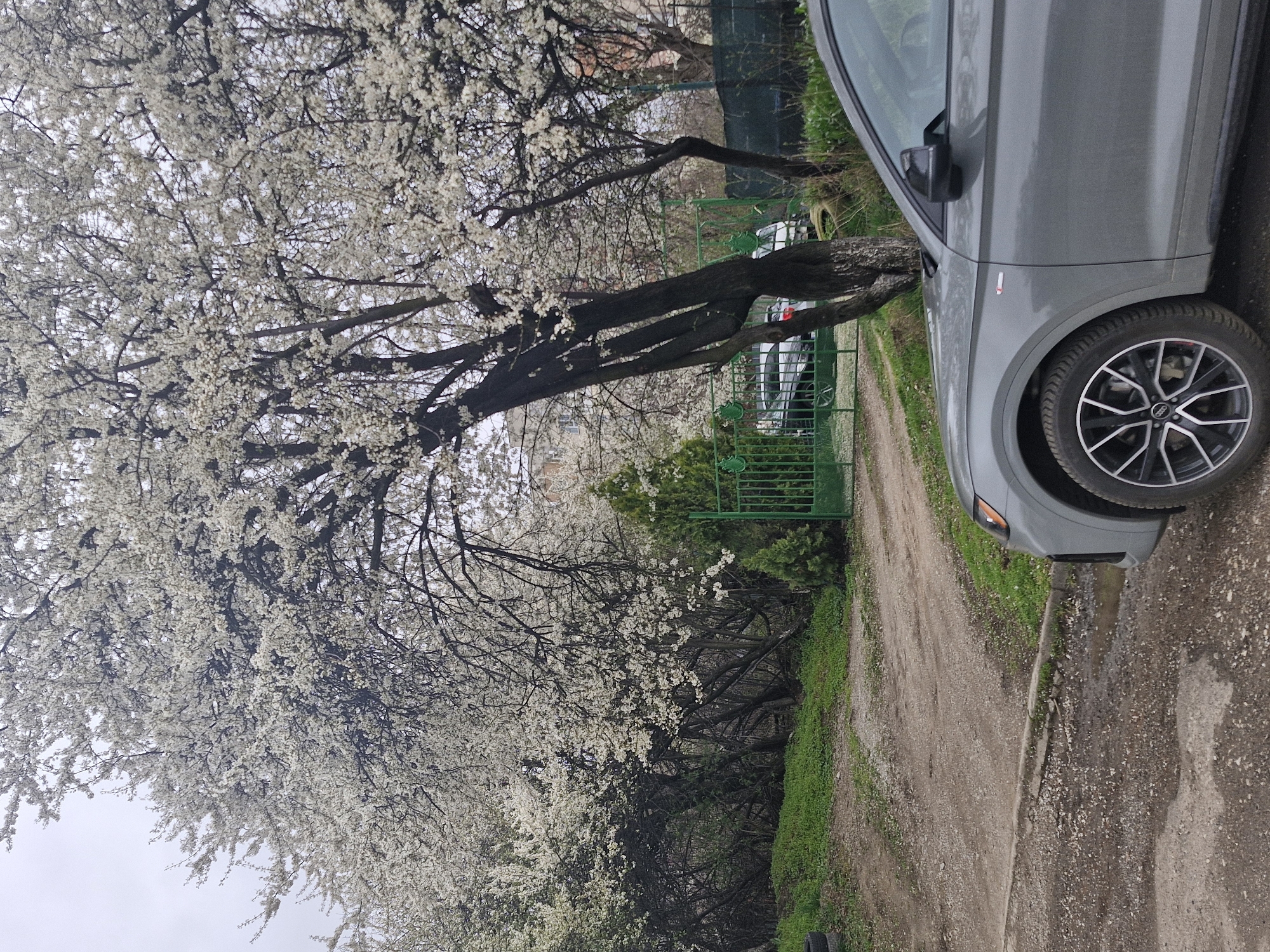 Gray Audi parked beside blooming tree on Sofia dirt road