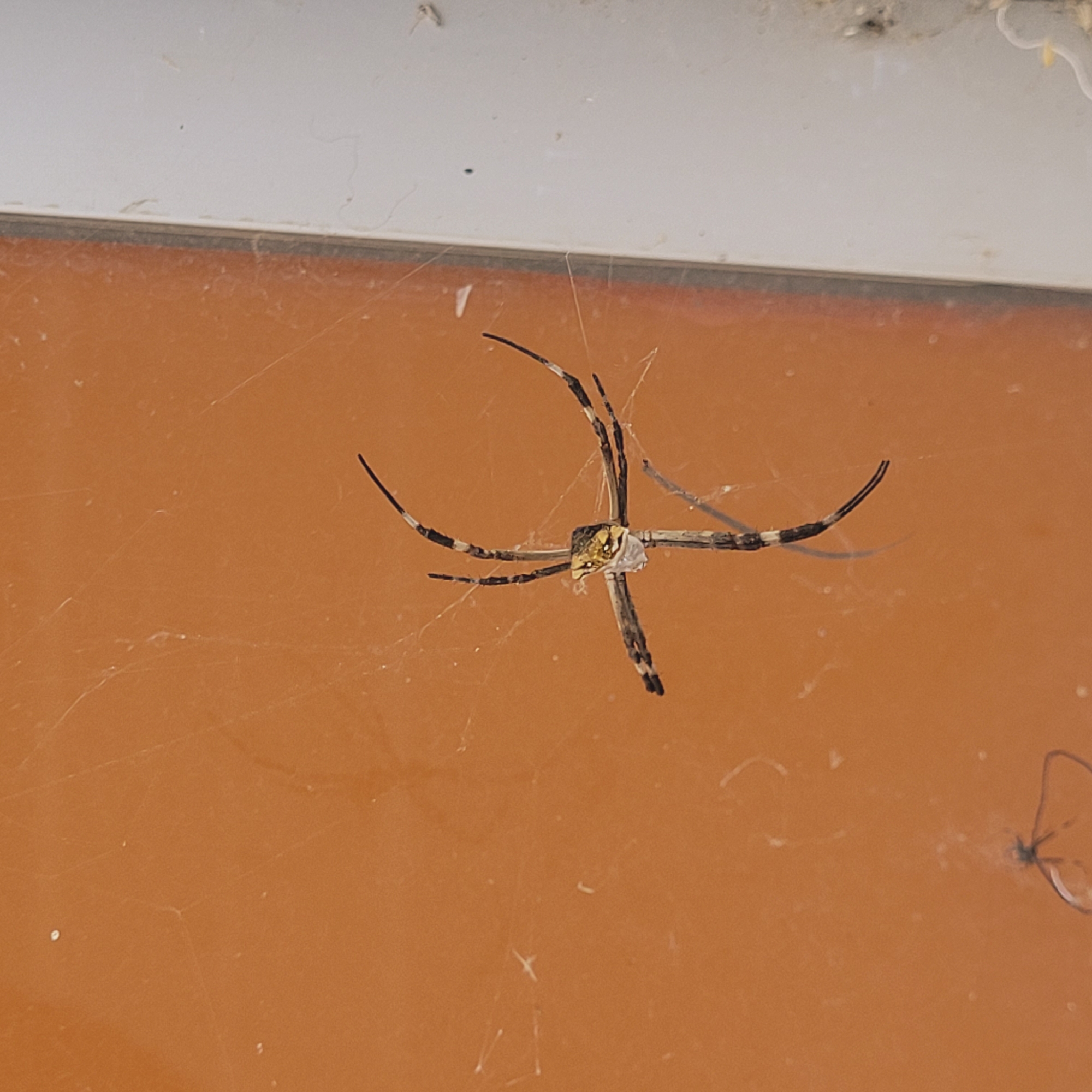 Banded garden spider spotted in web in Catamarca, Argentina