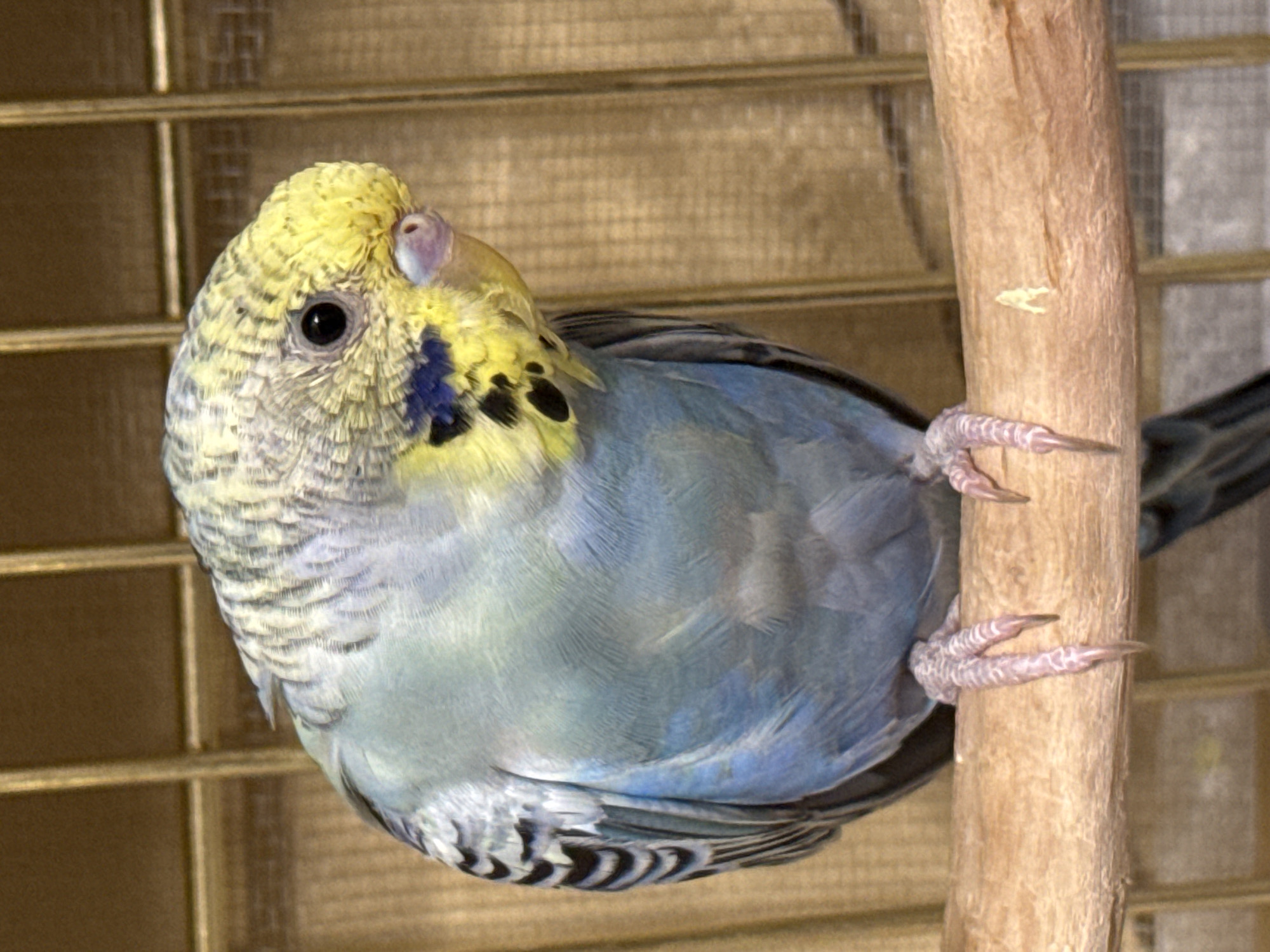 Budgerigars and a blue-eyed Husky, indoors in Almaty