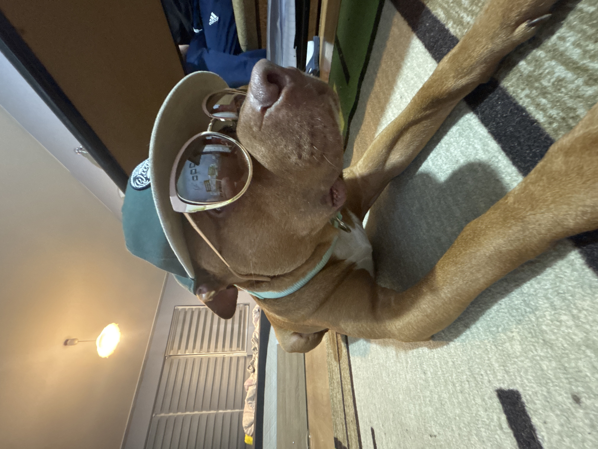 Dog poses in sunglasses and cap in Sofia