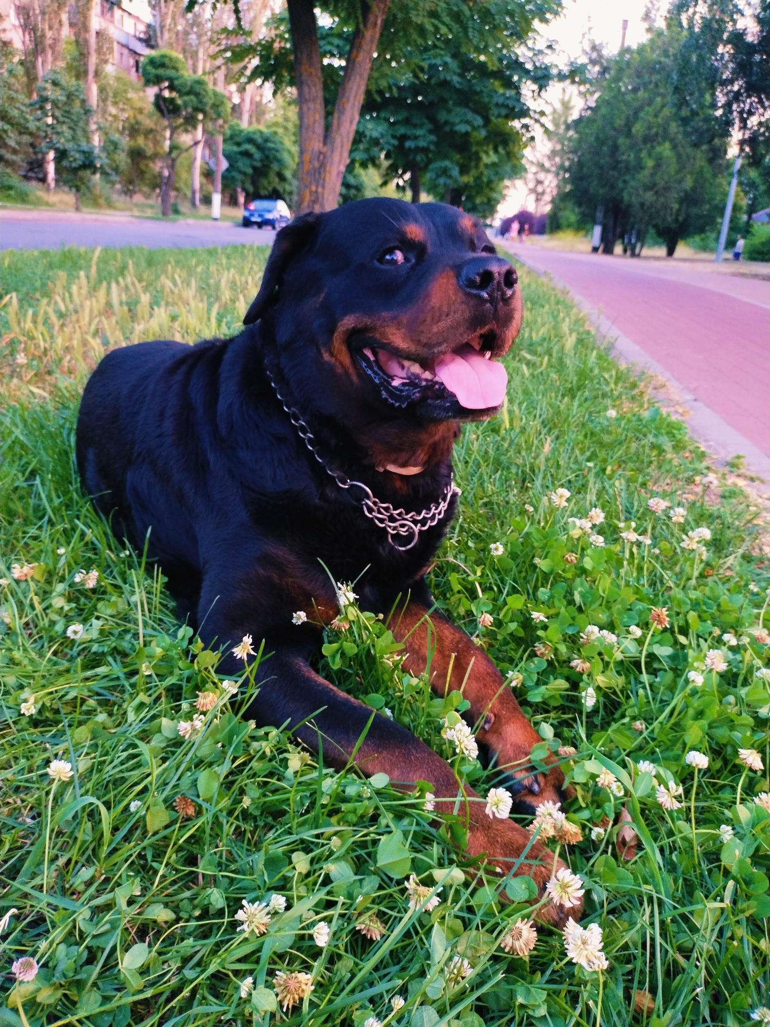 Rottweiler's evening out in Horishni Plavni, Ukraine