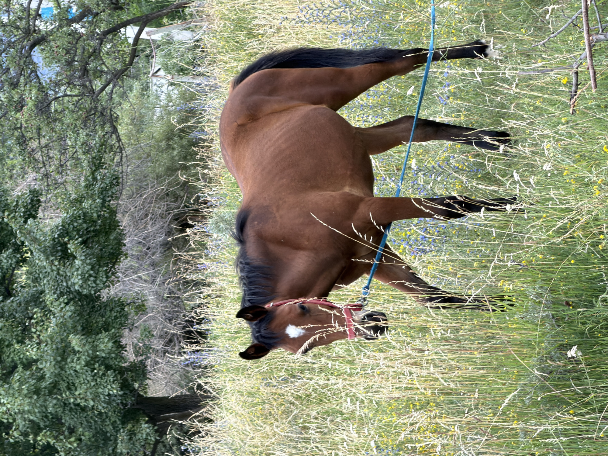 Rural landscapes, livestock, and outdoor activity across a mid-summer day