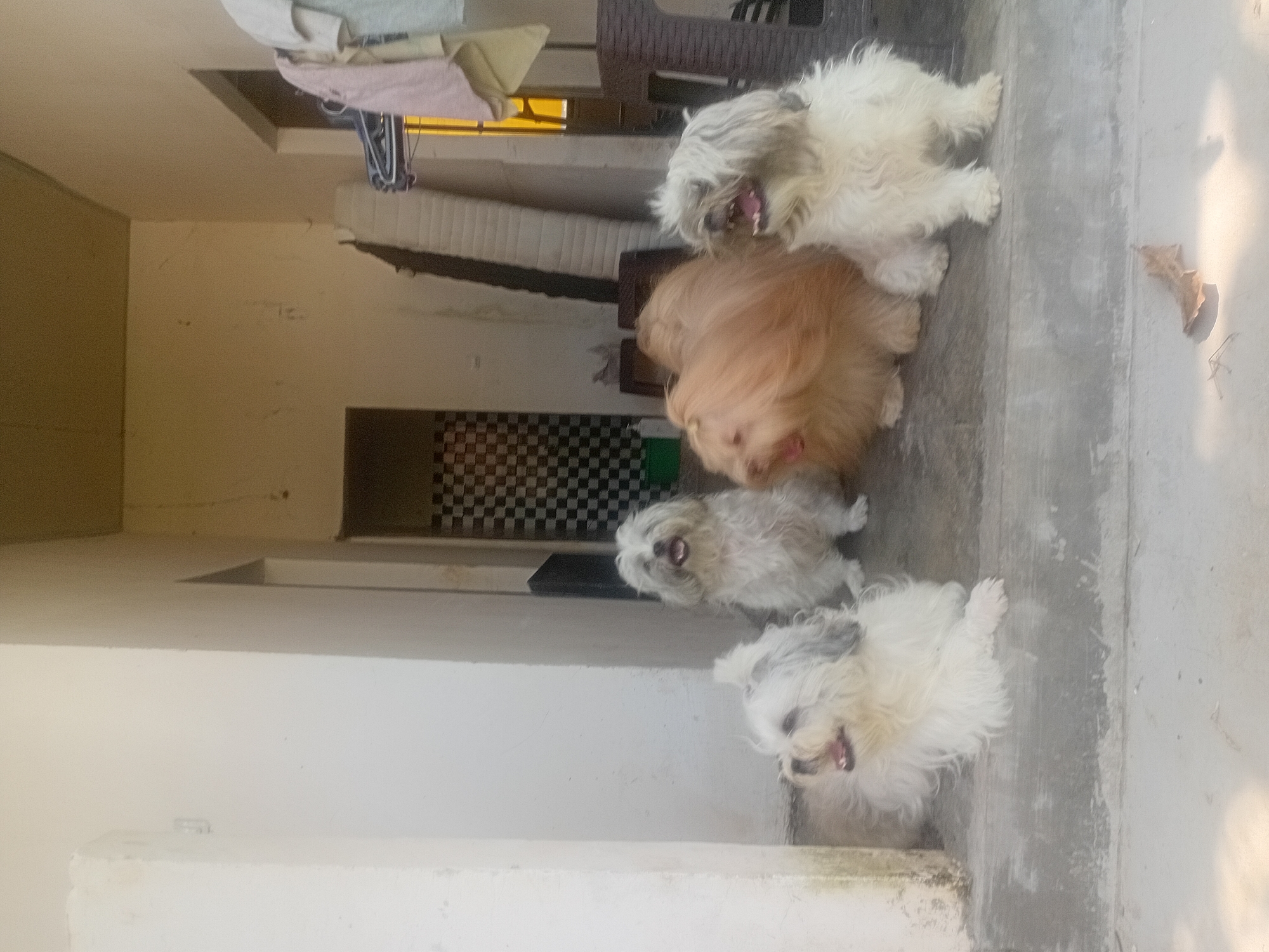 Shih Tzus lounging on steps in Kuta Selatan, Bali