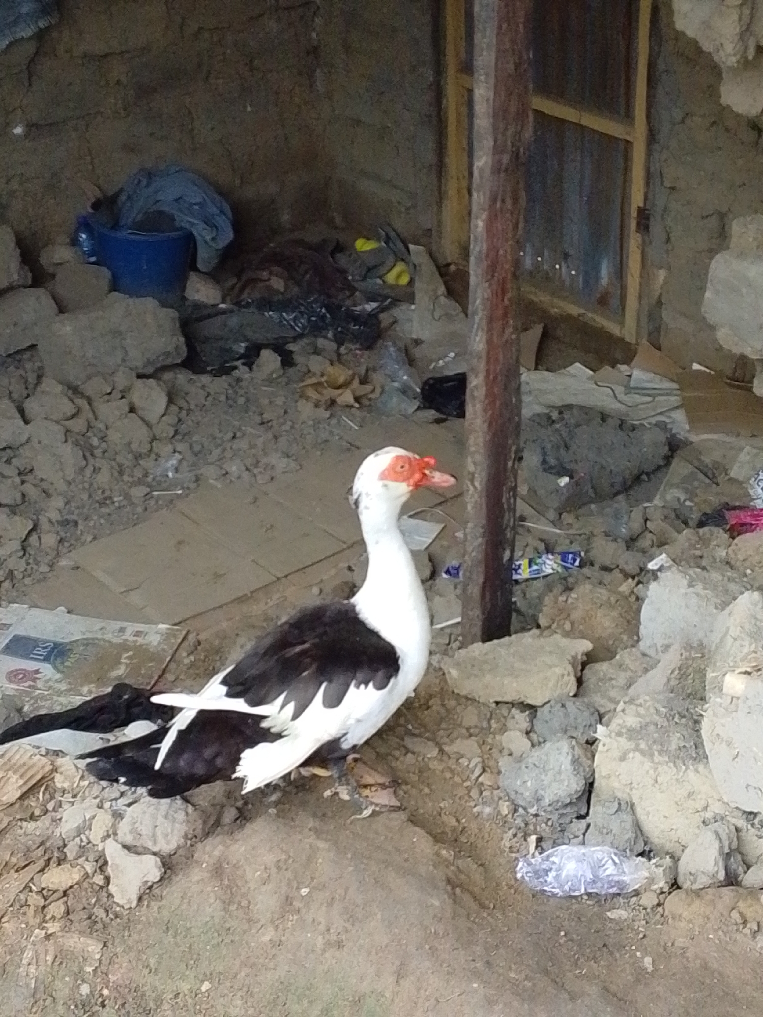 Backyard poultry and everyday life in rural Serti, Nigeria