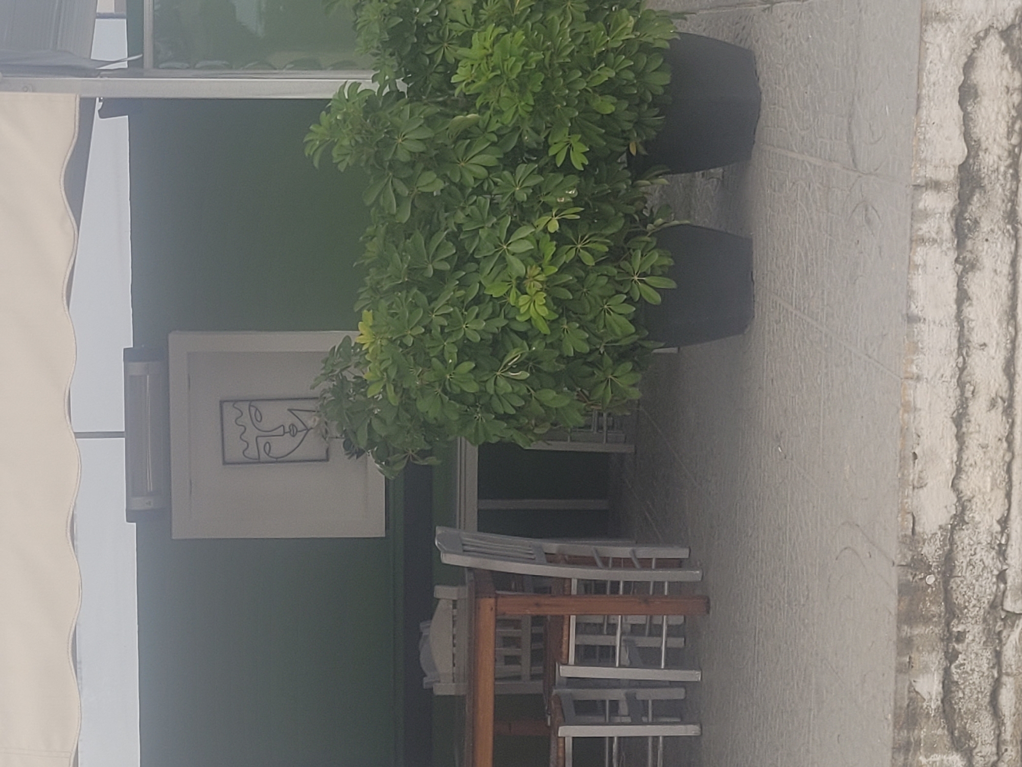 Urban street scene with plants and utility pole observed