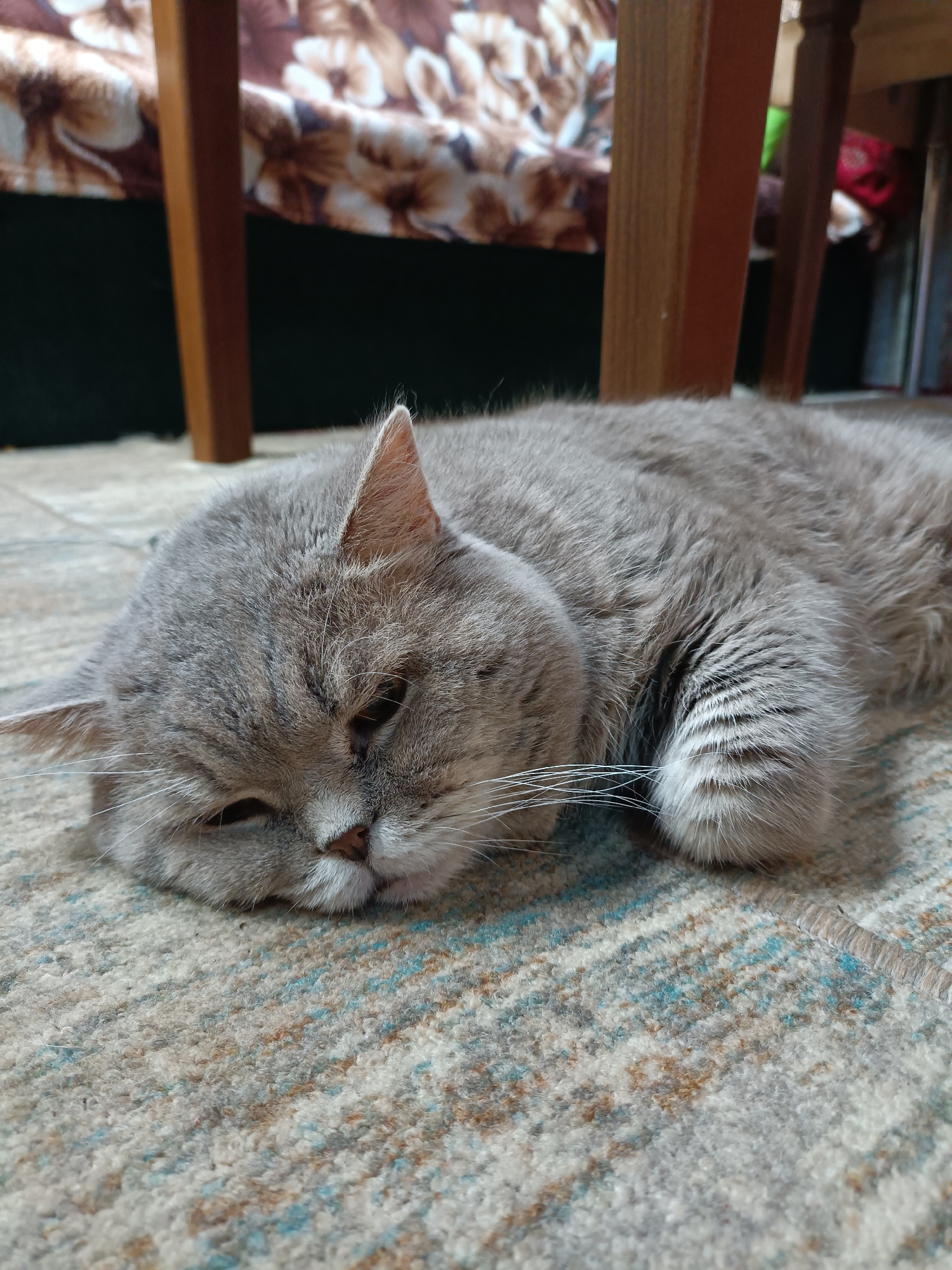 Gray cat fully relaxed on a patterned rug in Bataysk