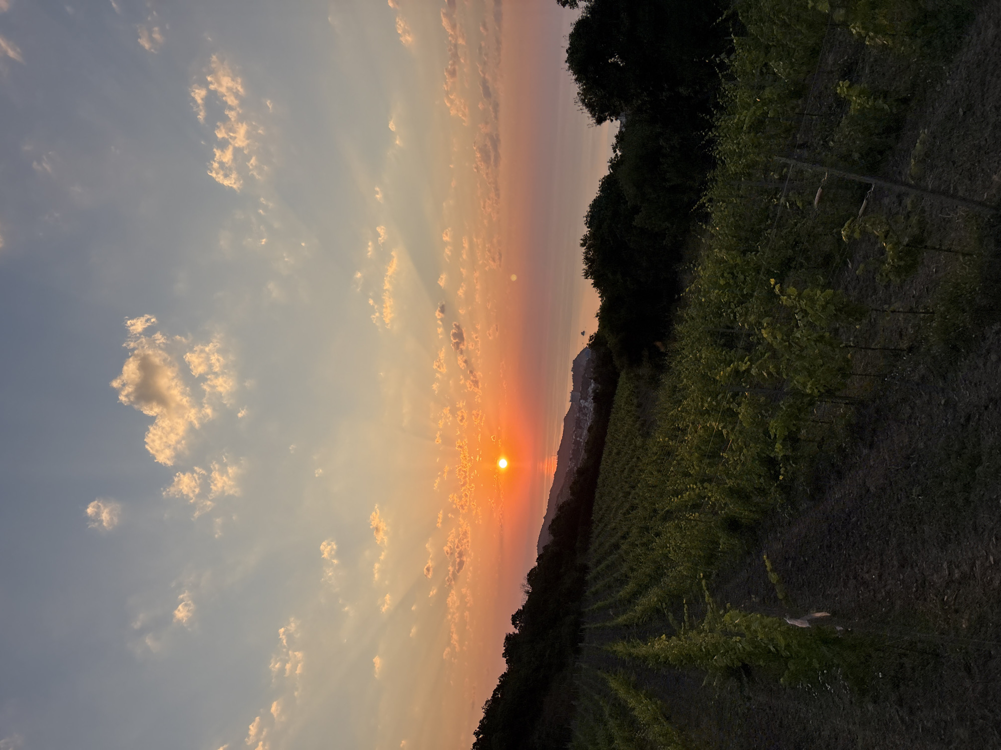 Golden hour over a Black Sea vineyard in Partenit