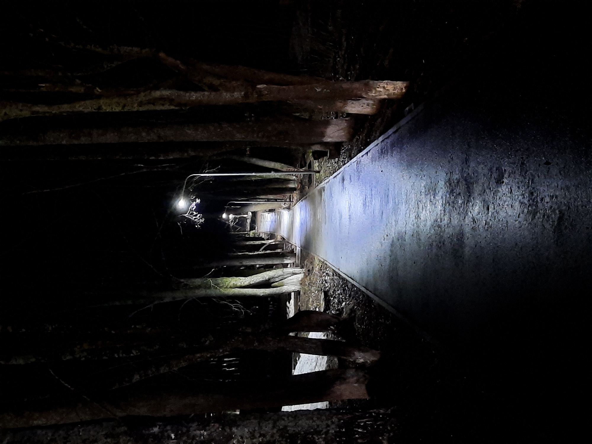 Holiday lights and dark walkway captured in Krasnogorskoye