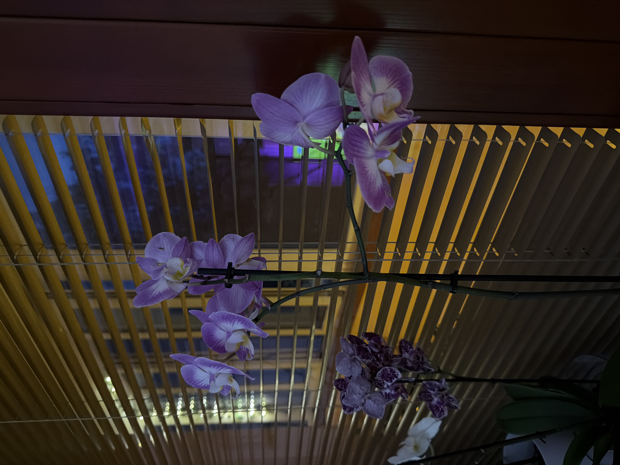 Indoor domestic scenes documented in Lovech, Bulgaria residence