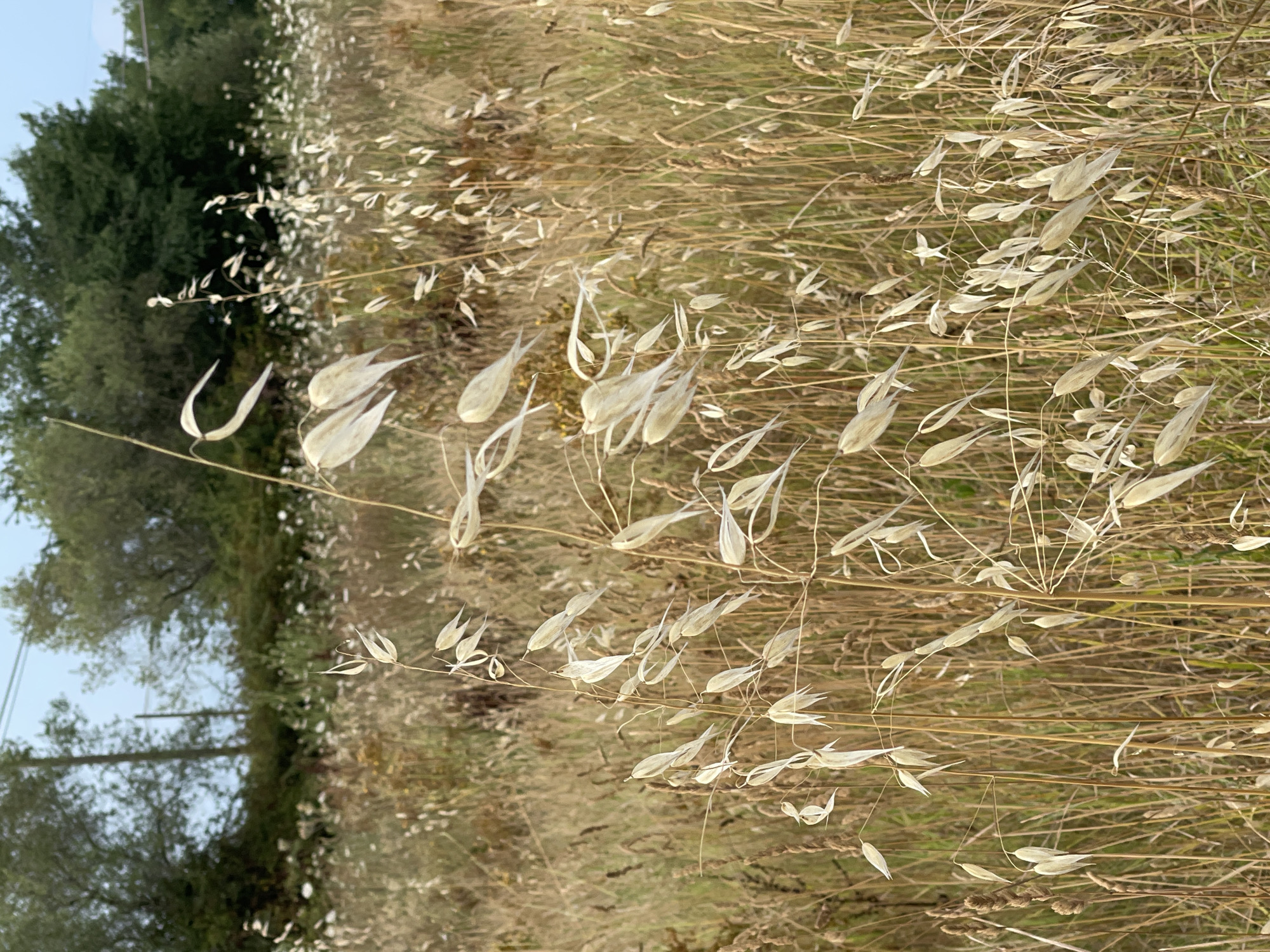 Afternoon on a Tuscan farm, summer harvest season