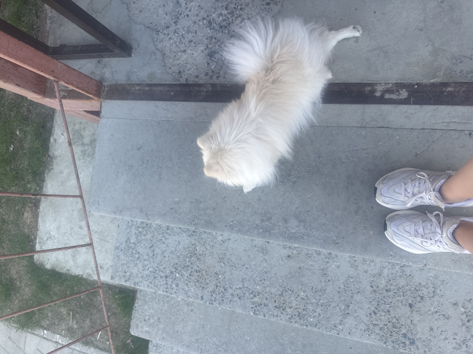 Person and Pomeranian dog spend morning on concrete steps