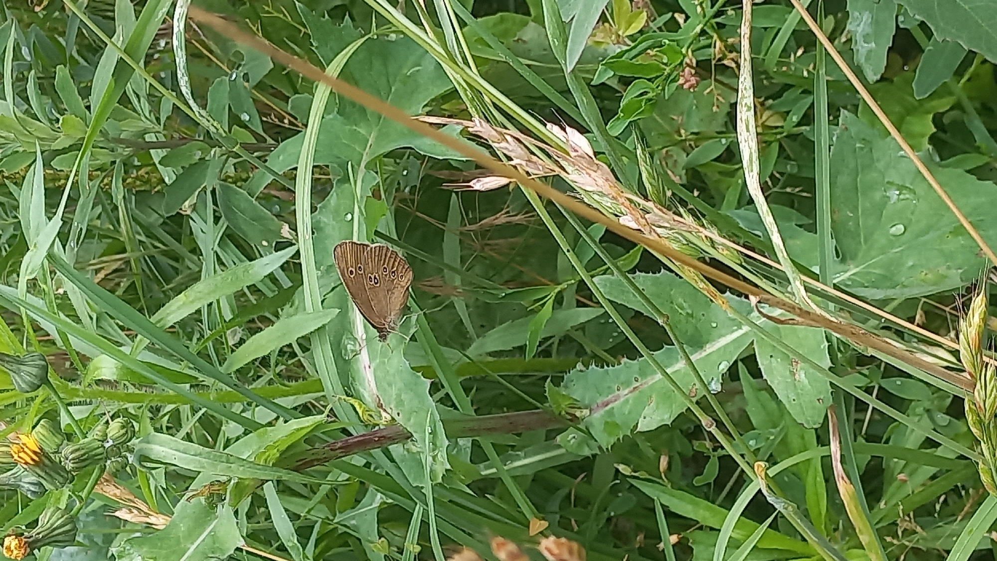 Bees, butterflies, and wildflowers on a summer morning